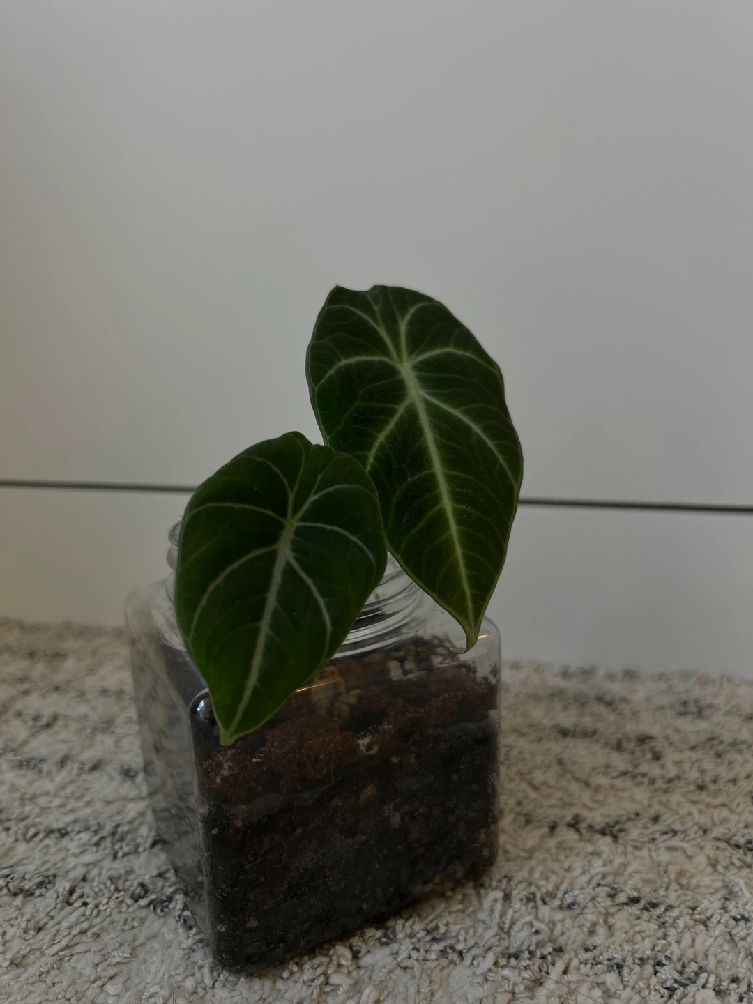 Alocasia Black Velvet Plant