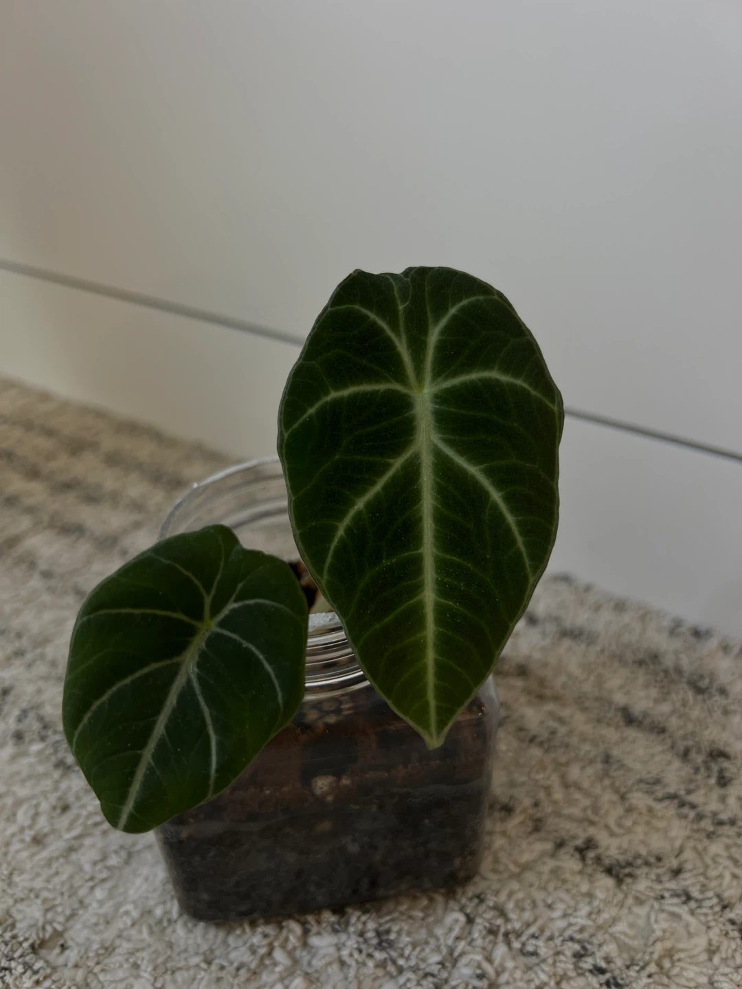 Alocasia Black Velvet Plant - photo 2