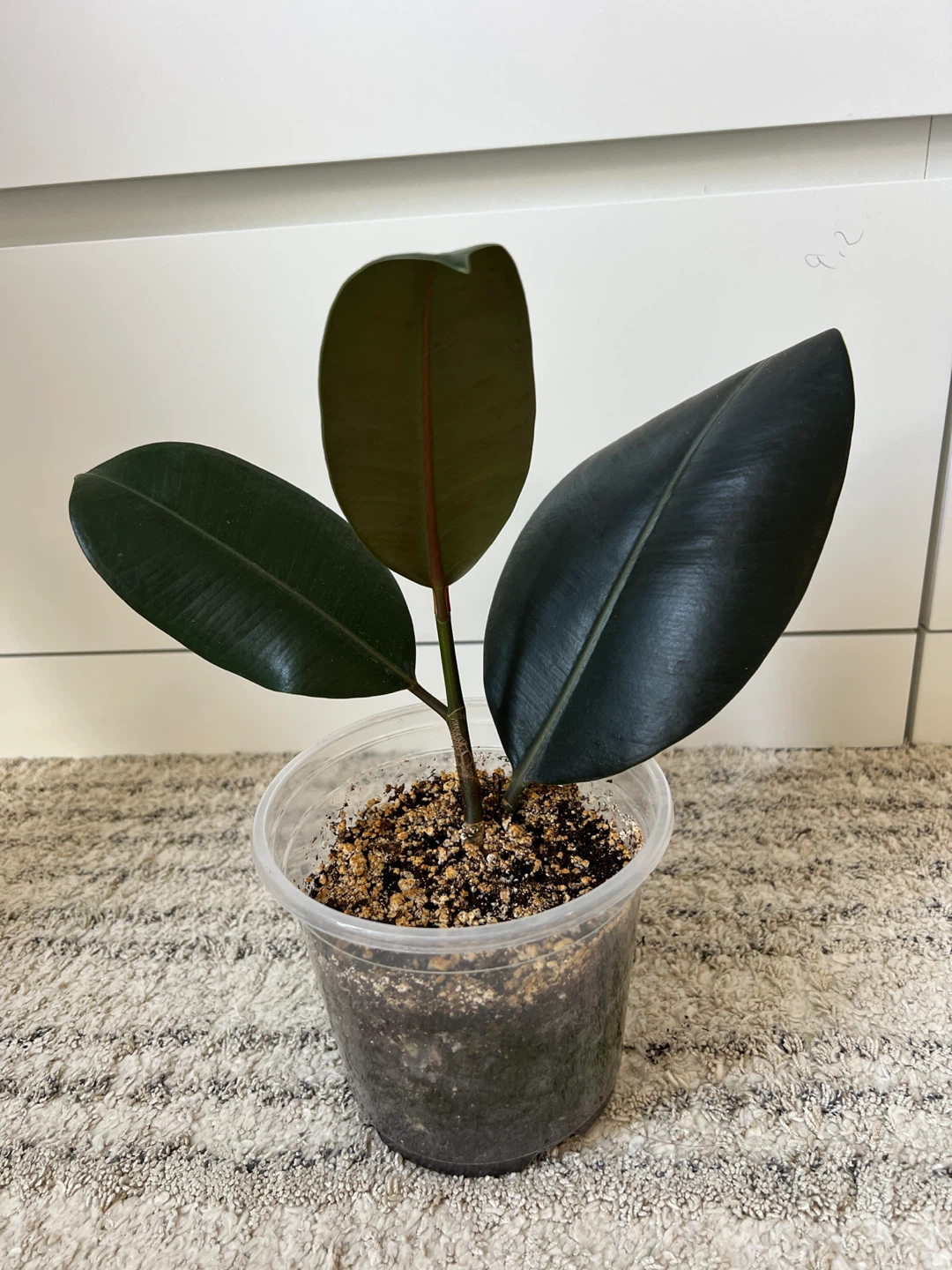 Rubber Plant Ficus Elastica