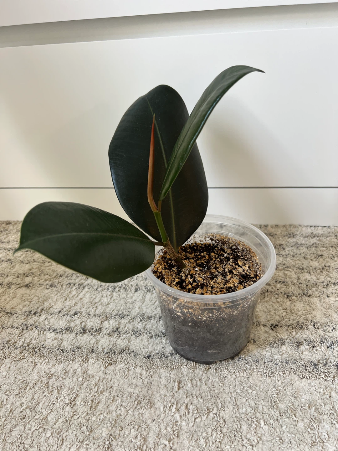 Rubber Plant Ficus Elastica - photo 2