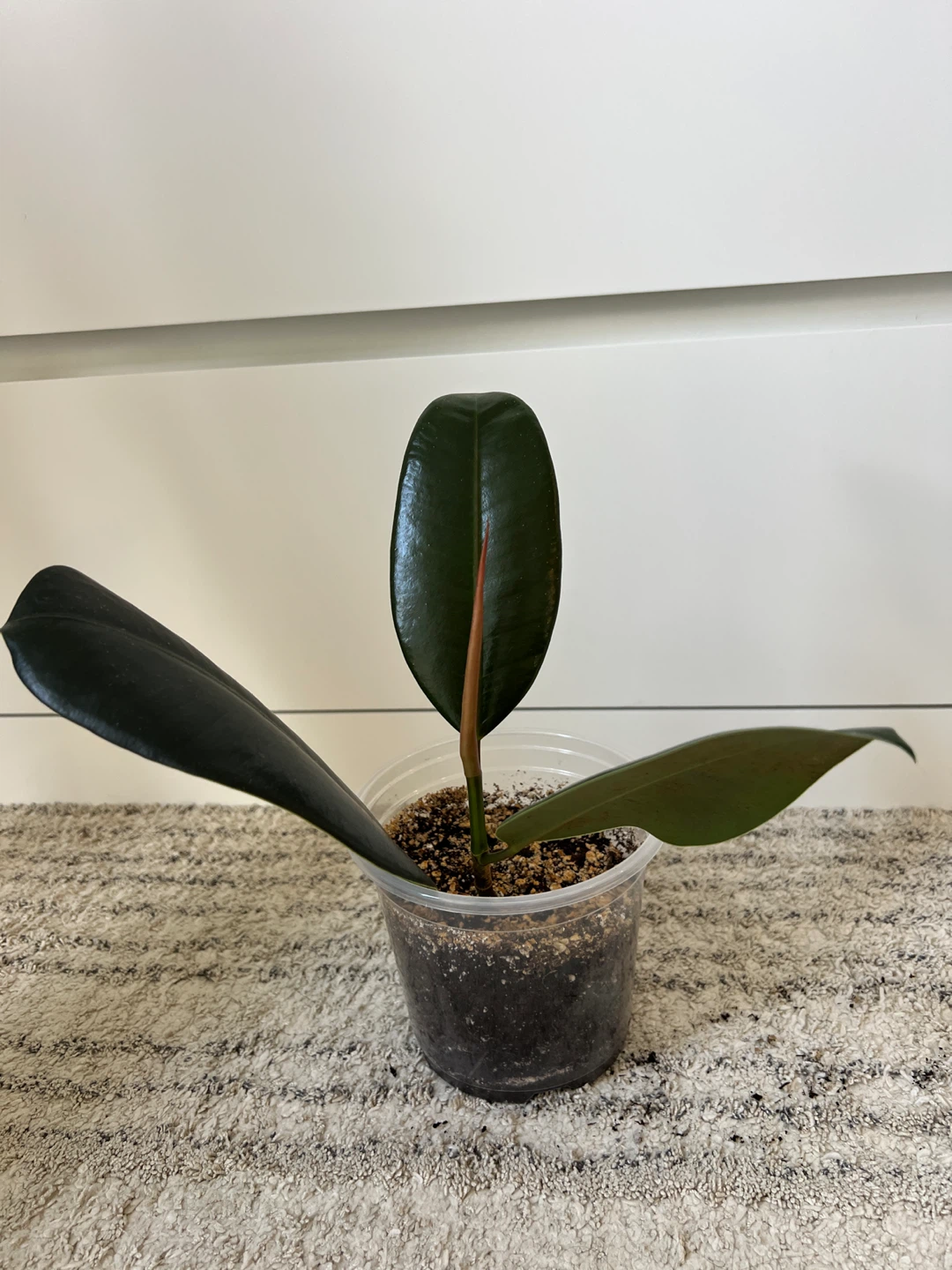 Rubber Plant Ficus Elastica - photo 3
