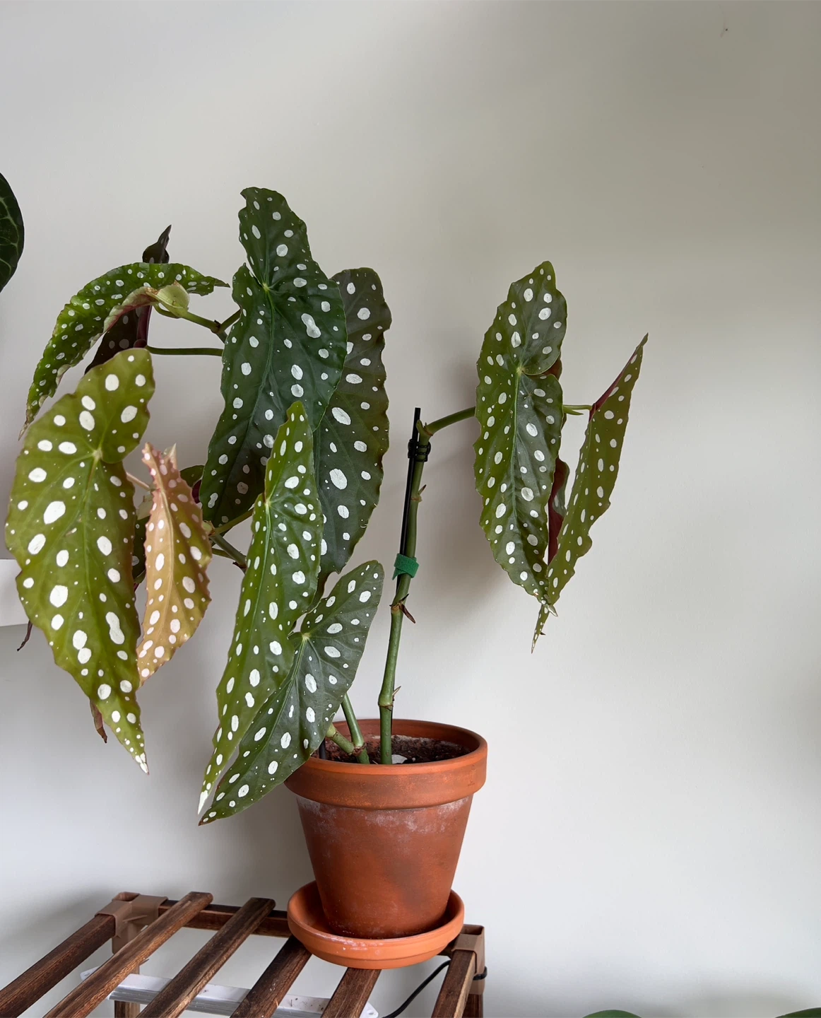 Begonia Maculata Plant