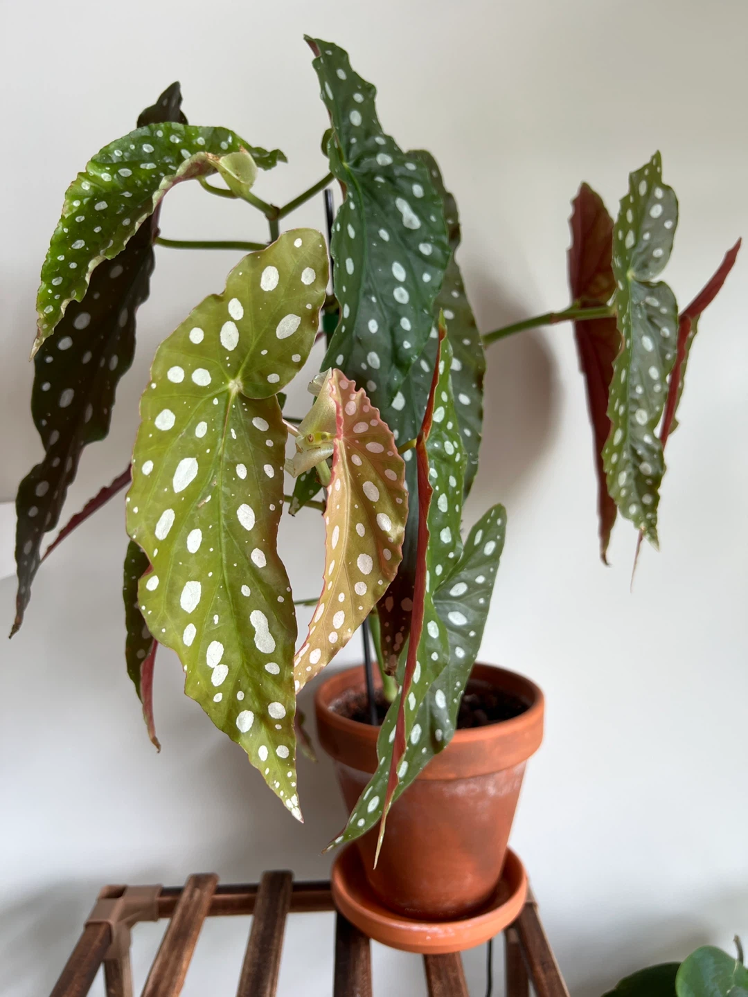 Begonia Maculata Plant - photo 2