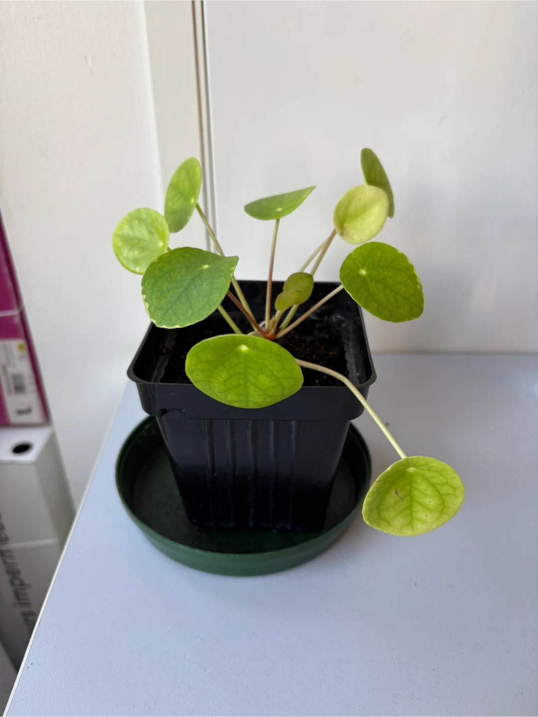 Pilea planted in new soil in July