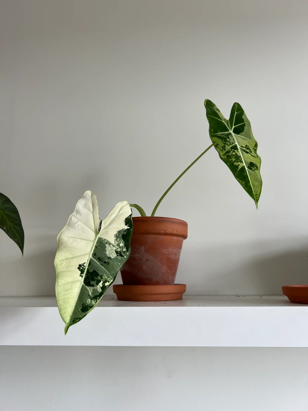 Alocasia Frydek Variegated