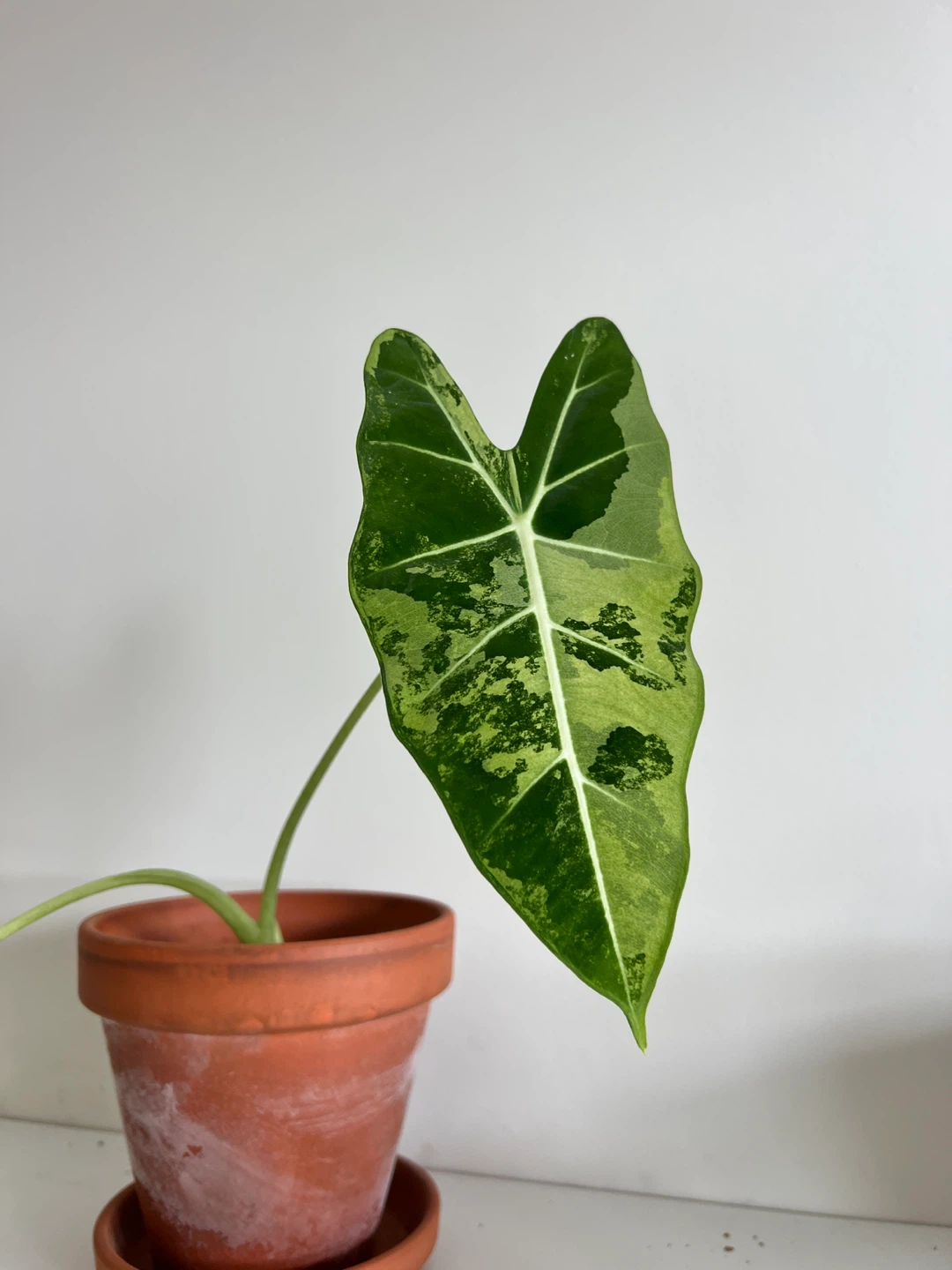 Alocasia Frydek Variegated - photo 2