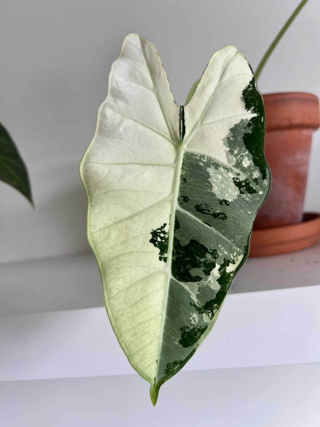 Alocasia Frydek Variegated - photo 3