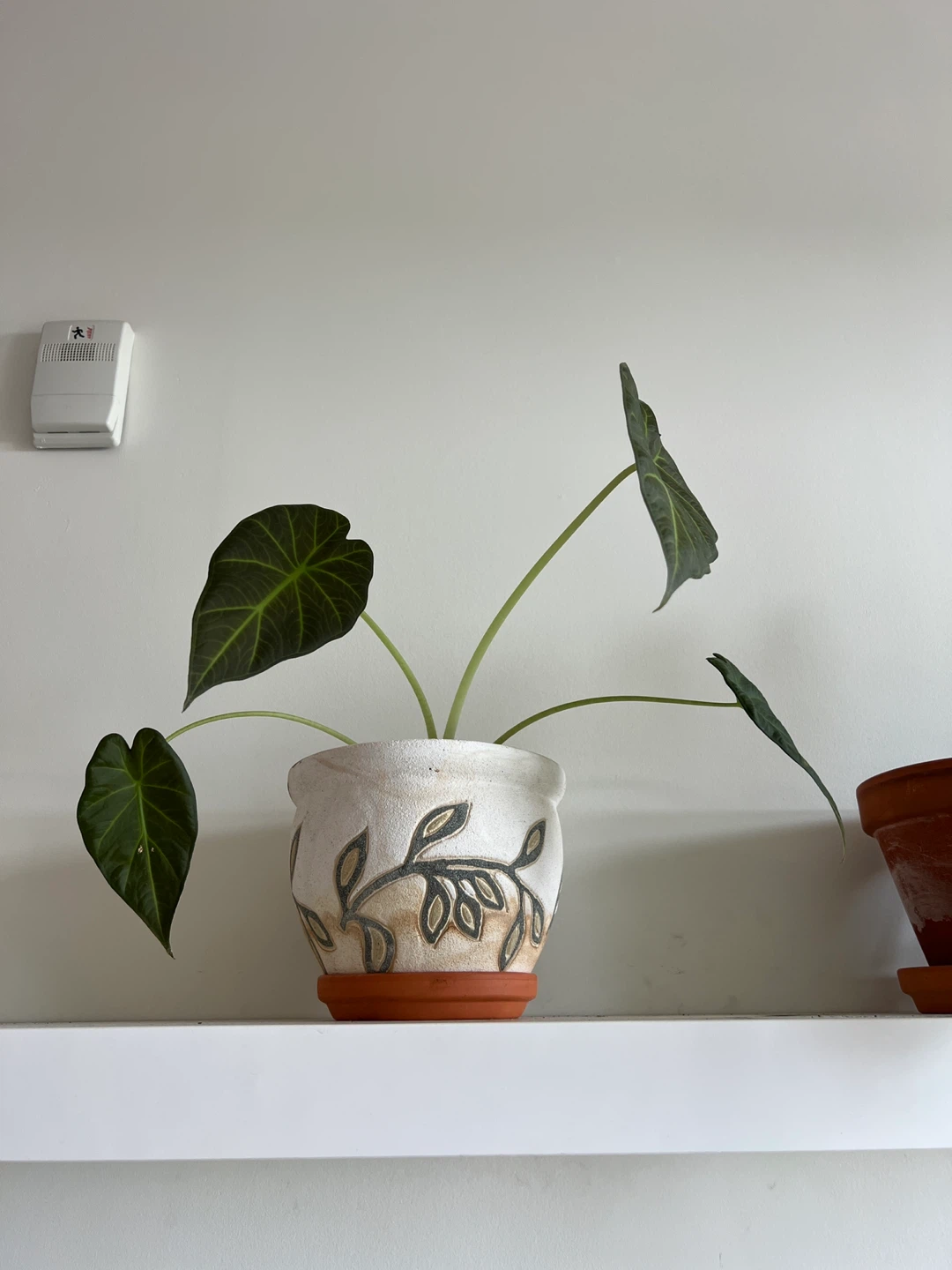 Alocasia Regal Shield