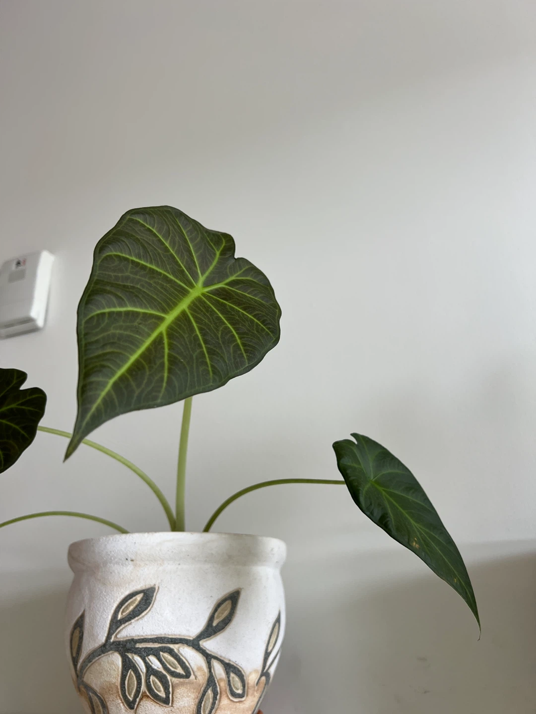 Alocasia Regal Shield - photo 2