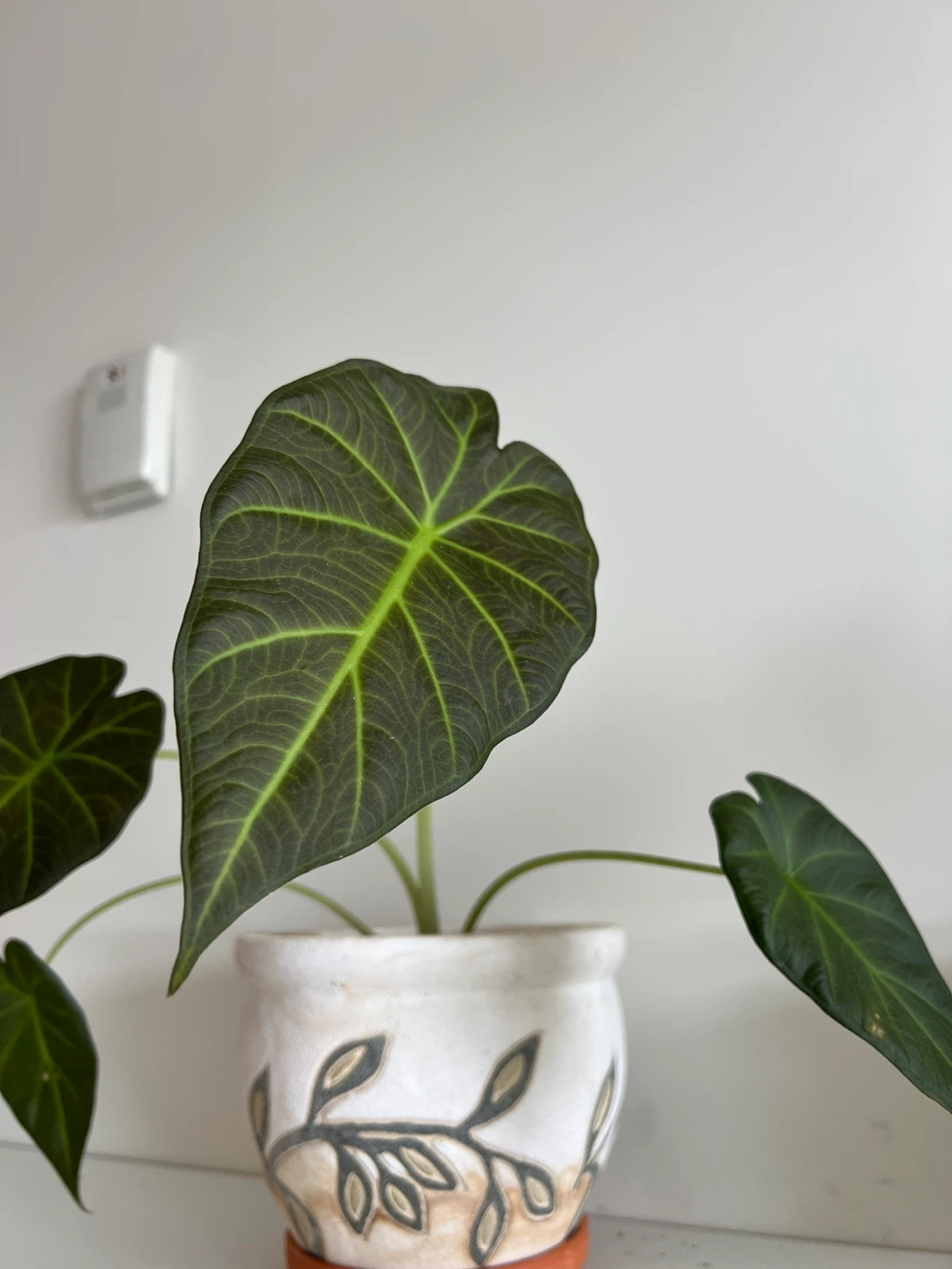Alocasia Regal Shield - photo 3