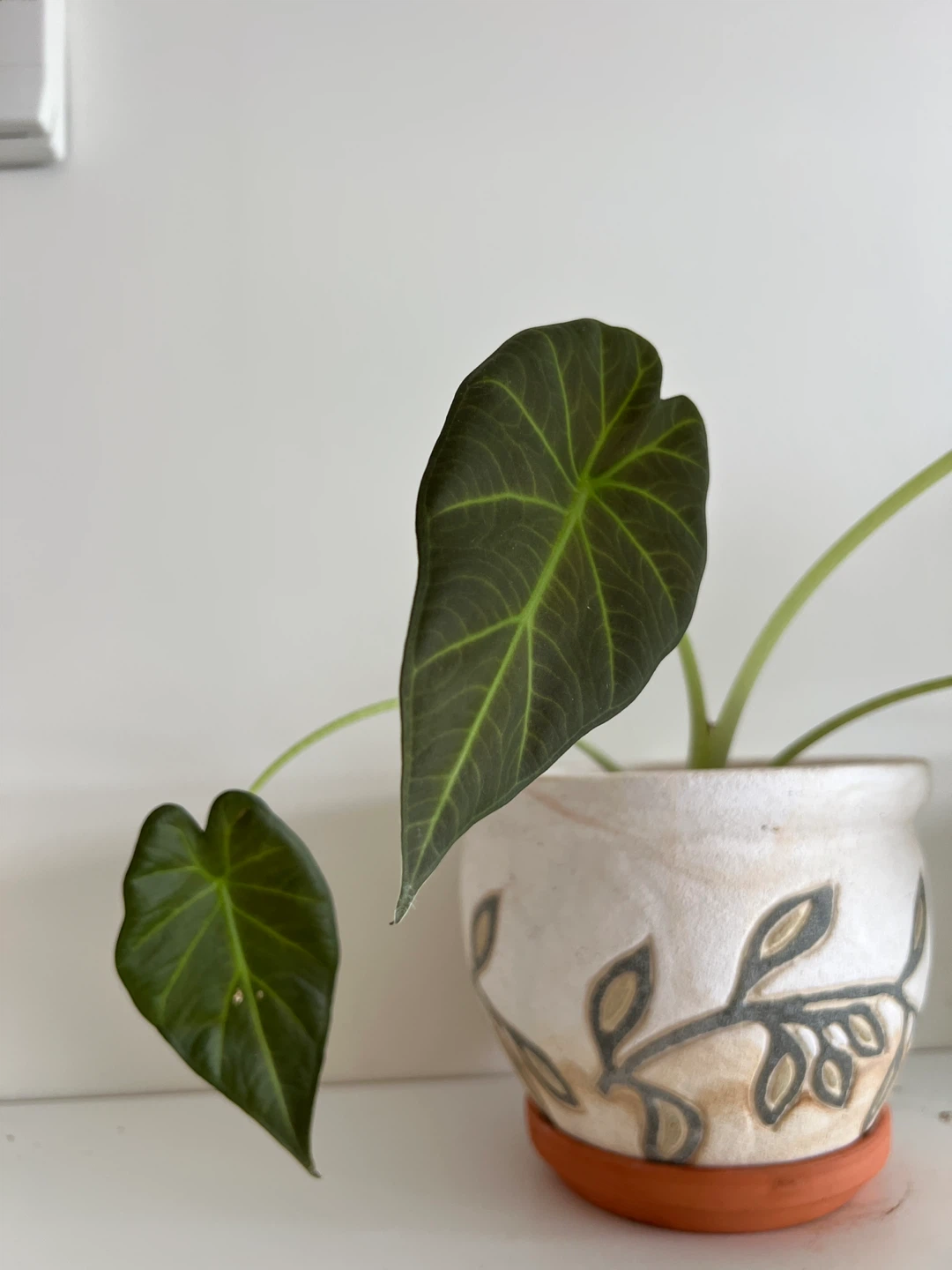 Alocasia Regal Shield - photo 4