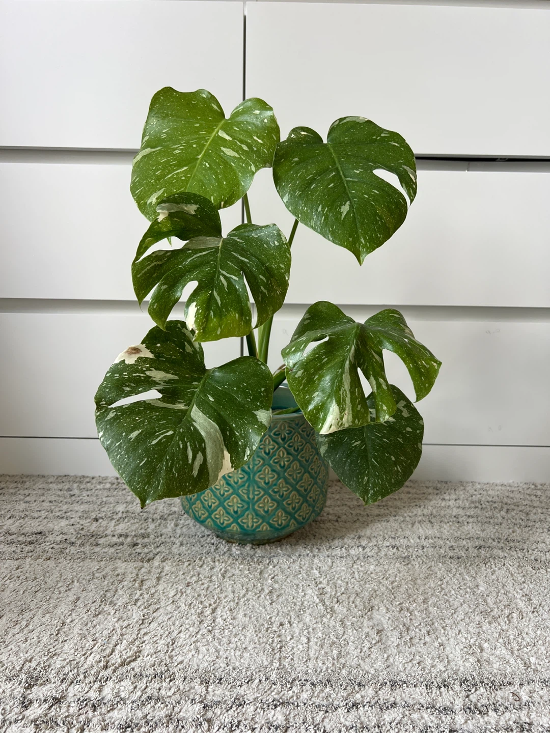 Thai Constellation Variegated Monstera Plant