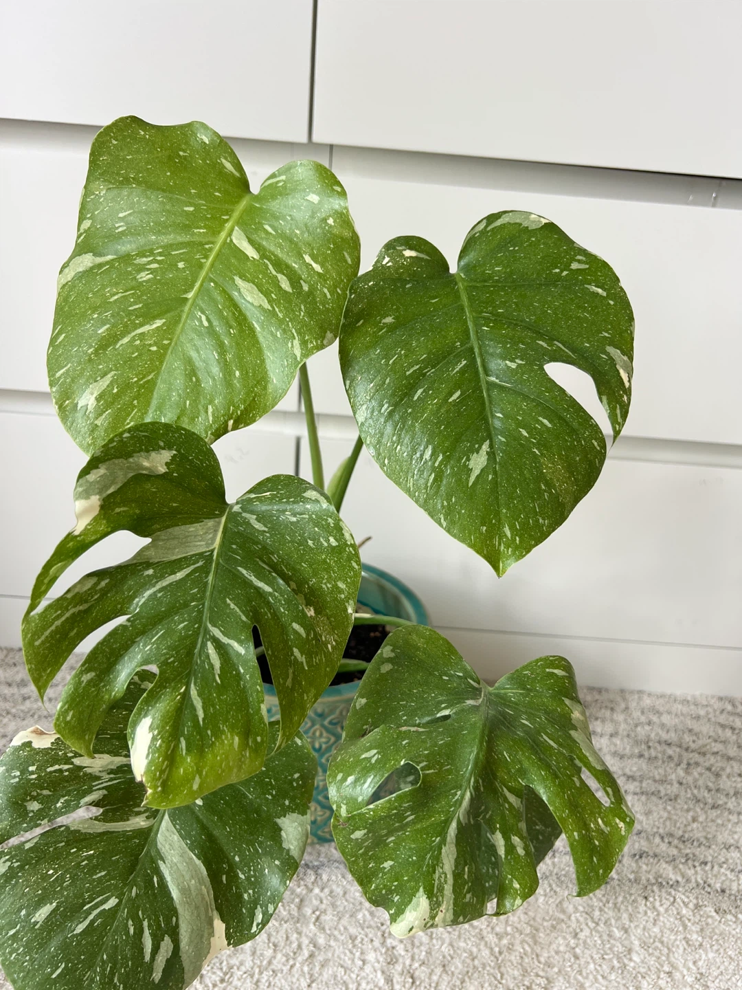 Thai Constellation Variegated Monstera Plant - photo 2