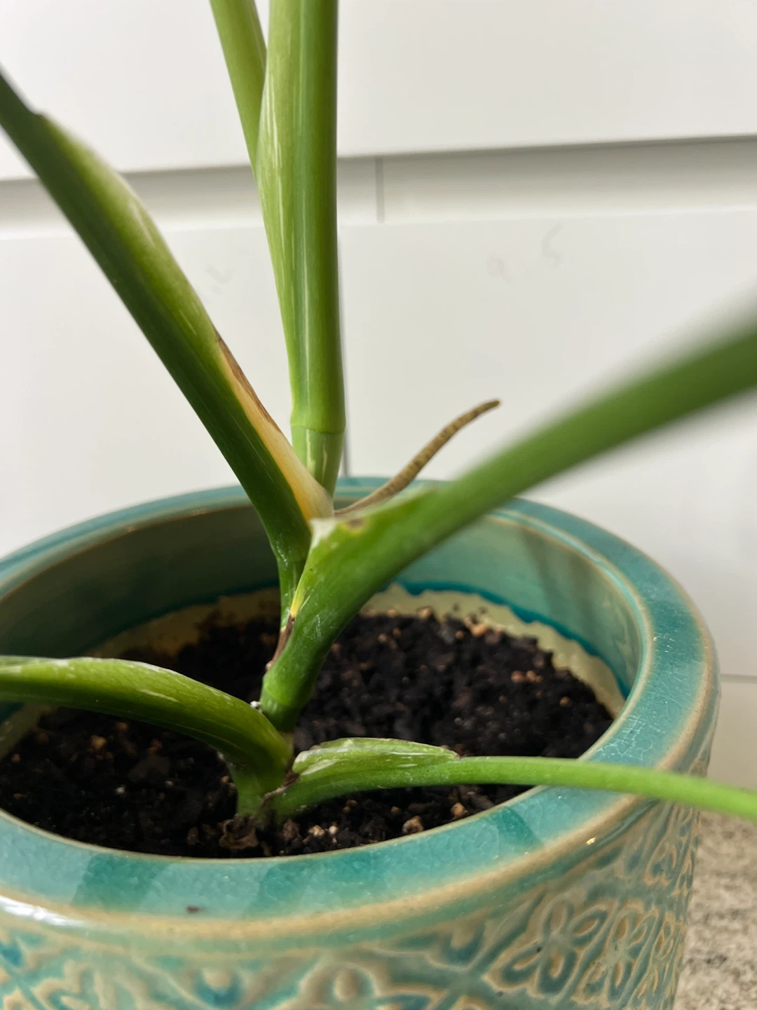 Thai Constellation Variegated Monstera Plant - photo 3