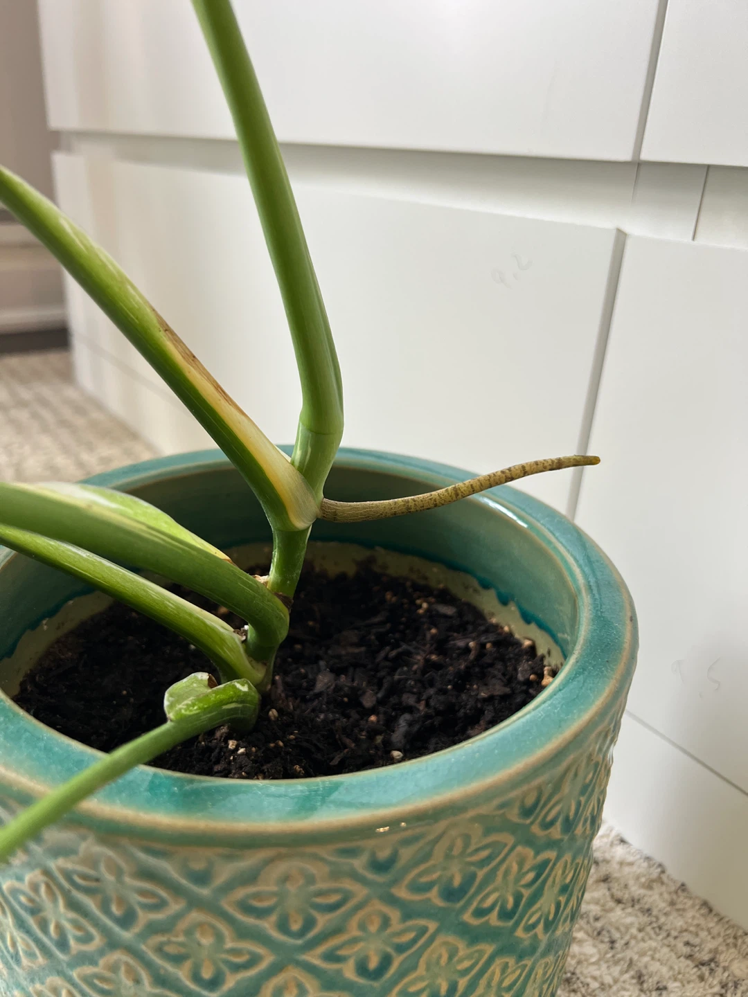 Thai Constellation Variegated Monstera Plant - photo 4