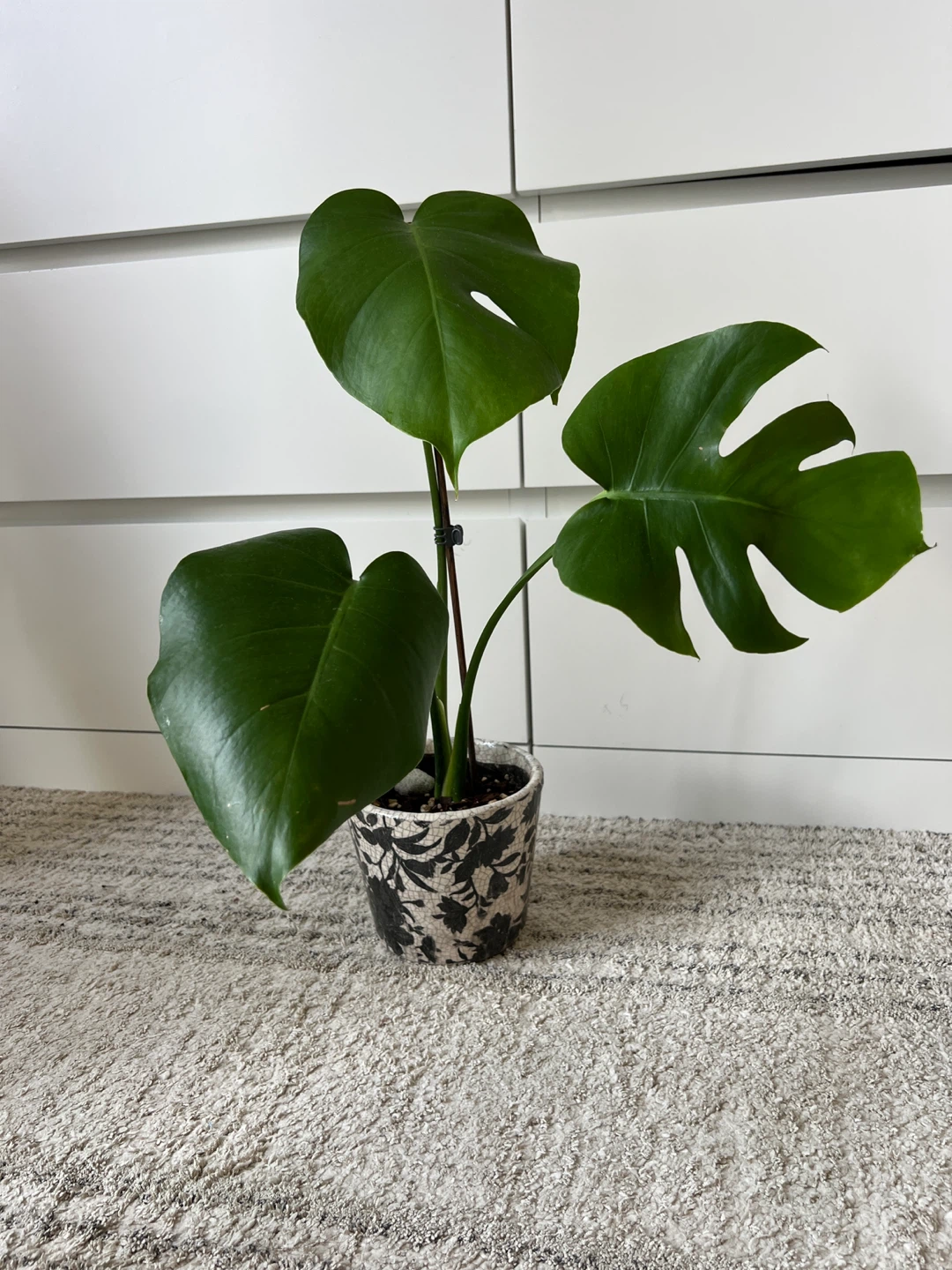 Monstera Plant in Decorative Pot