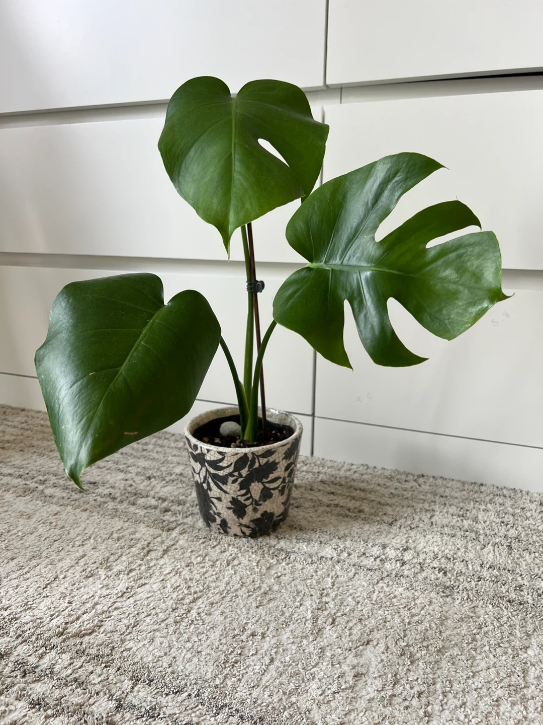 Monstera Plant in Decorative Pot - photo 2