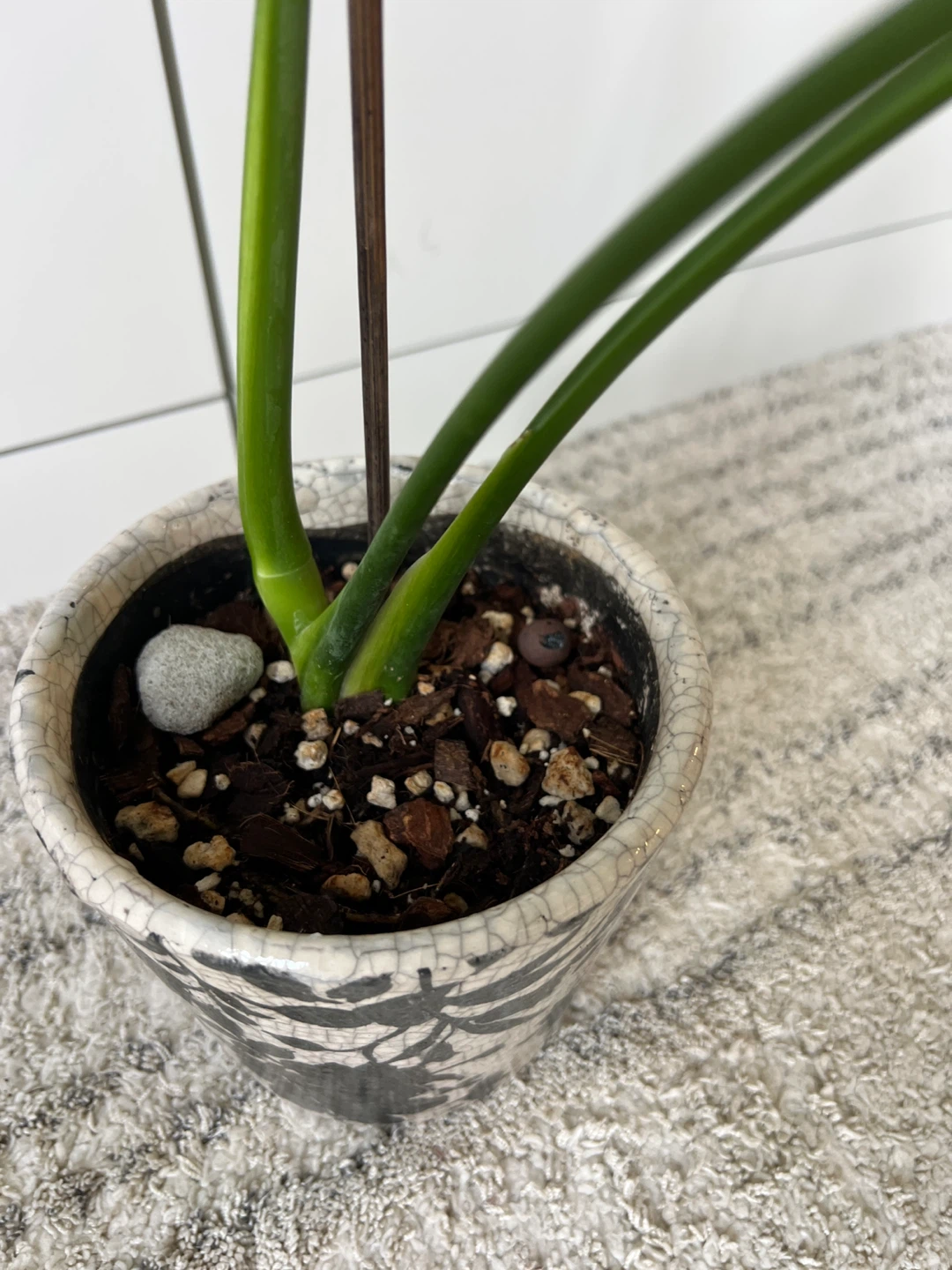 Monstera Plant in Decorative Pot - photo 3