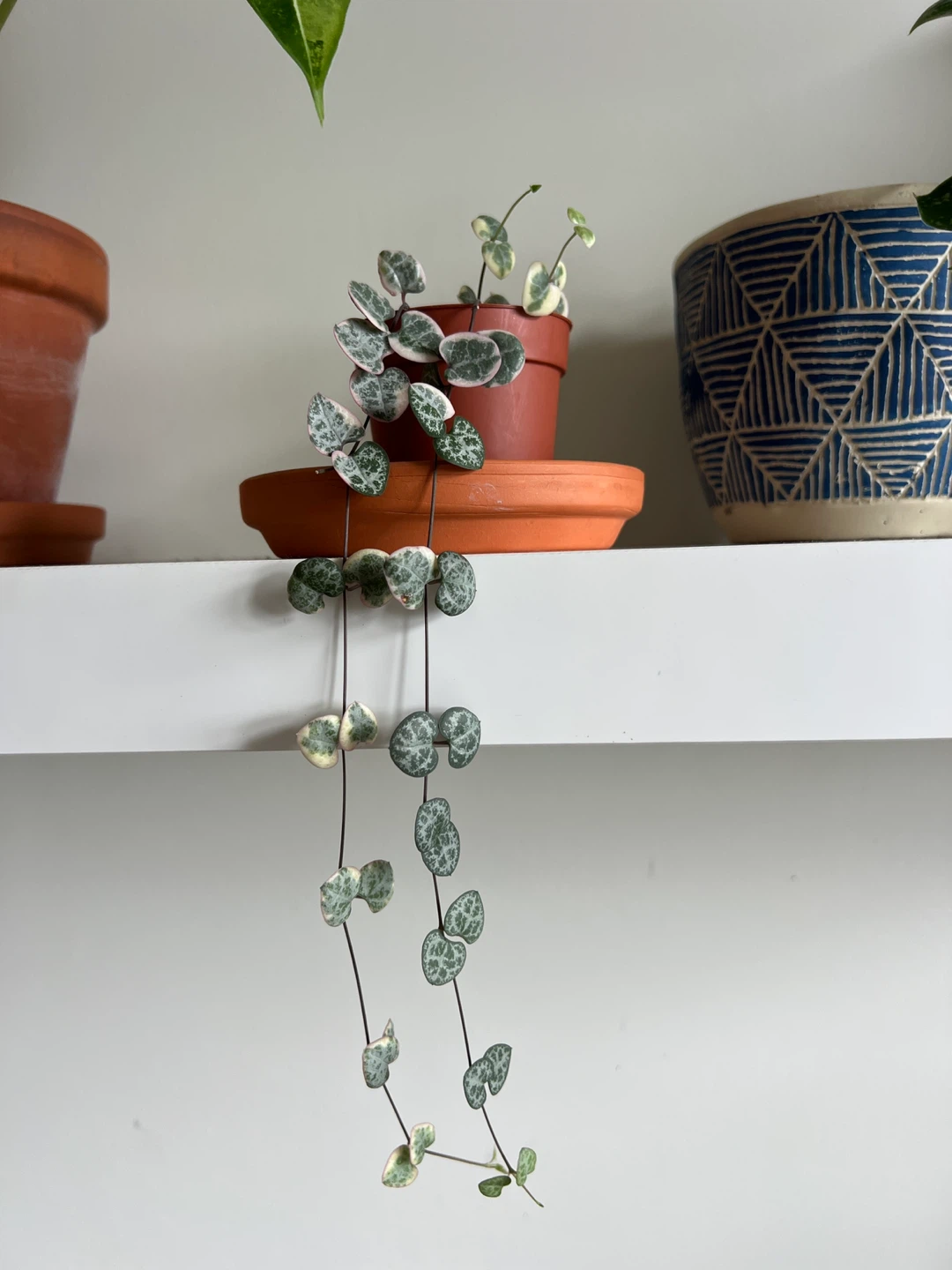 Variegated String of Hearts Plant
