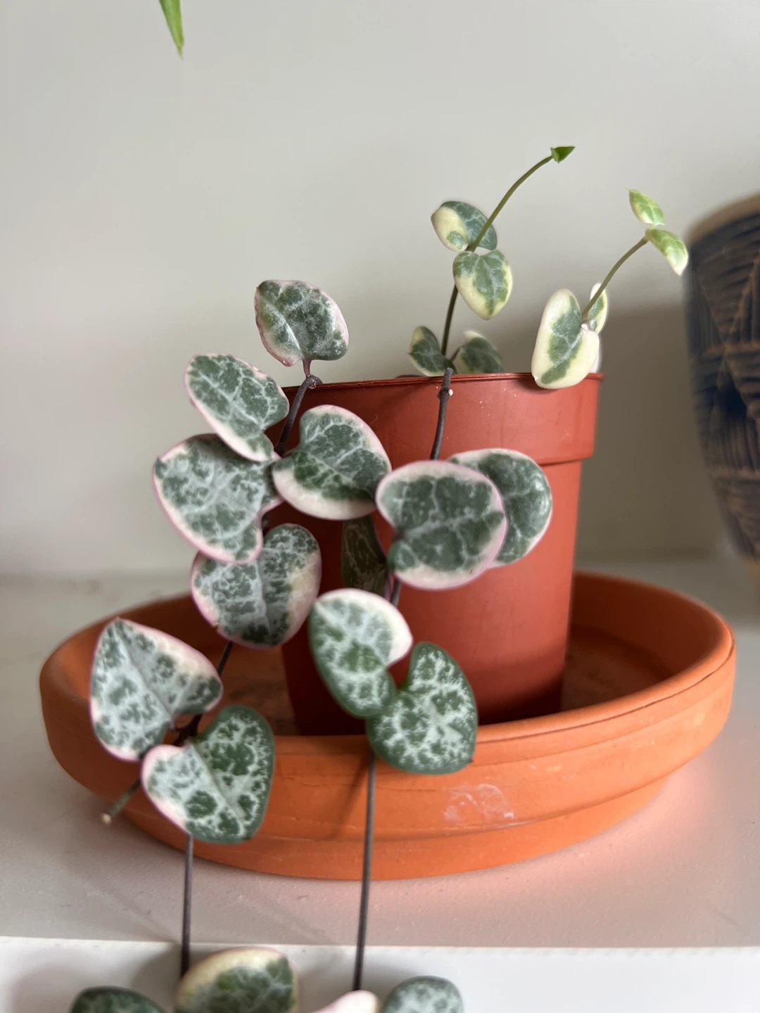 Variegated String of Hearts Plant - photo 2