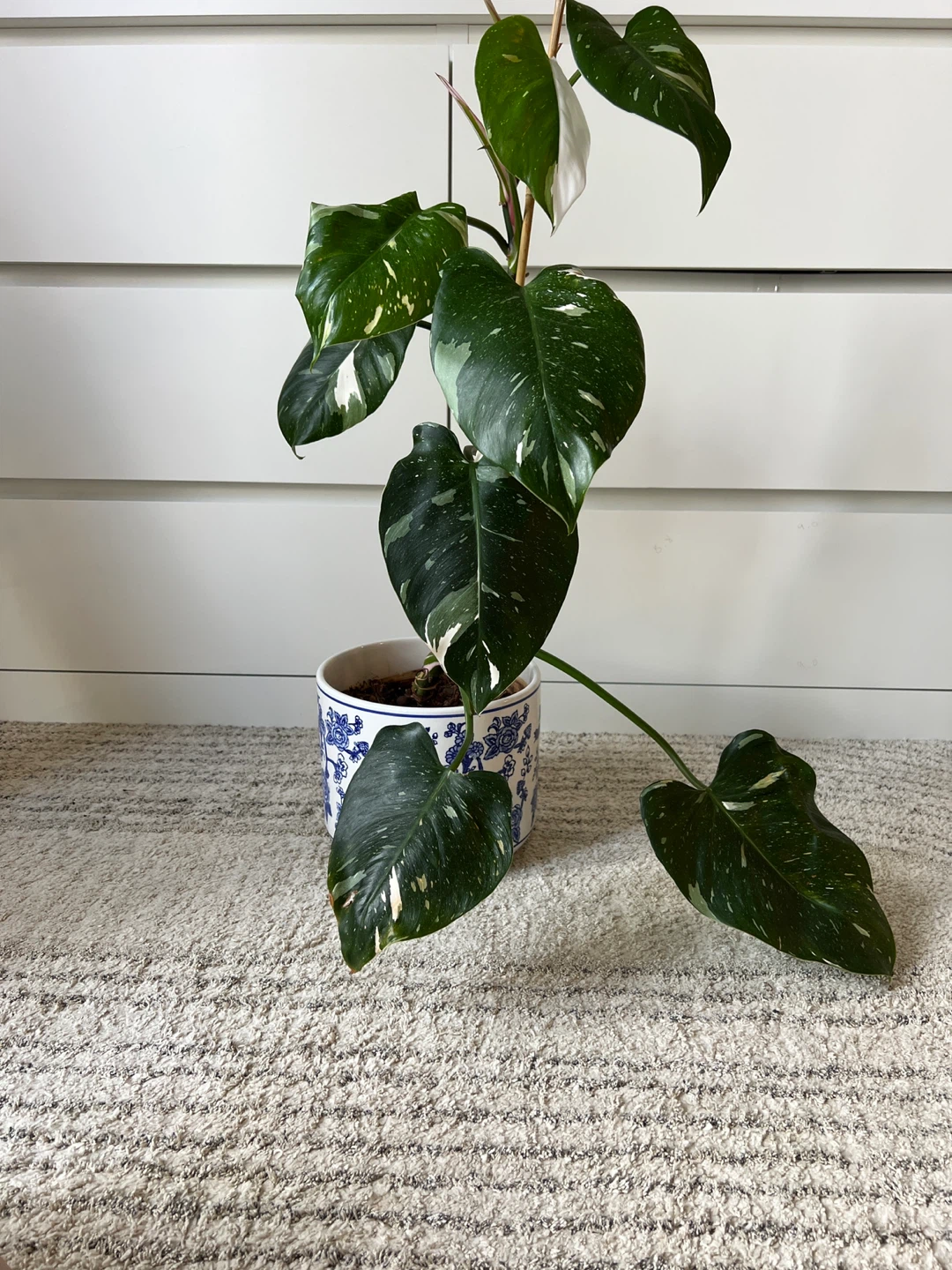 Philodendron White wizard