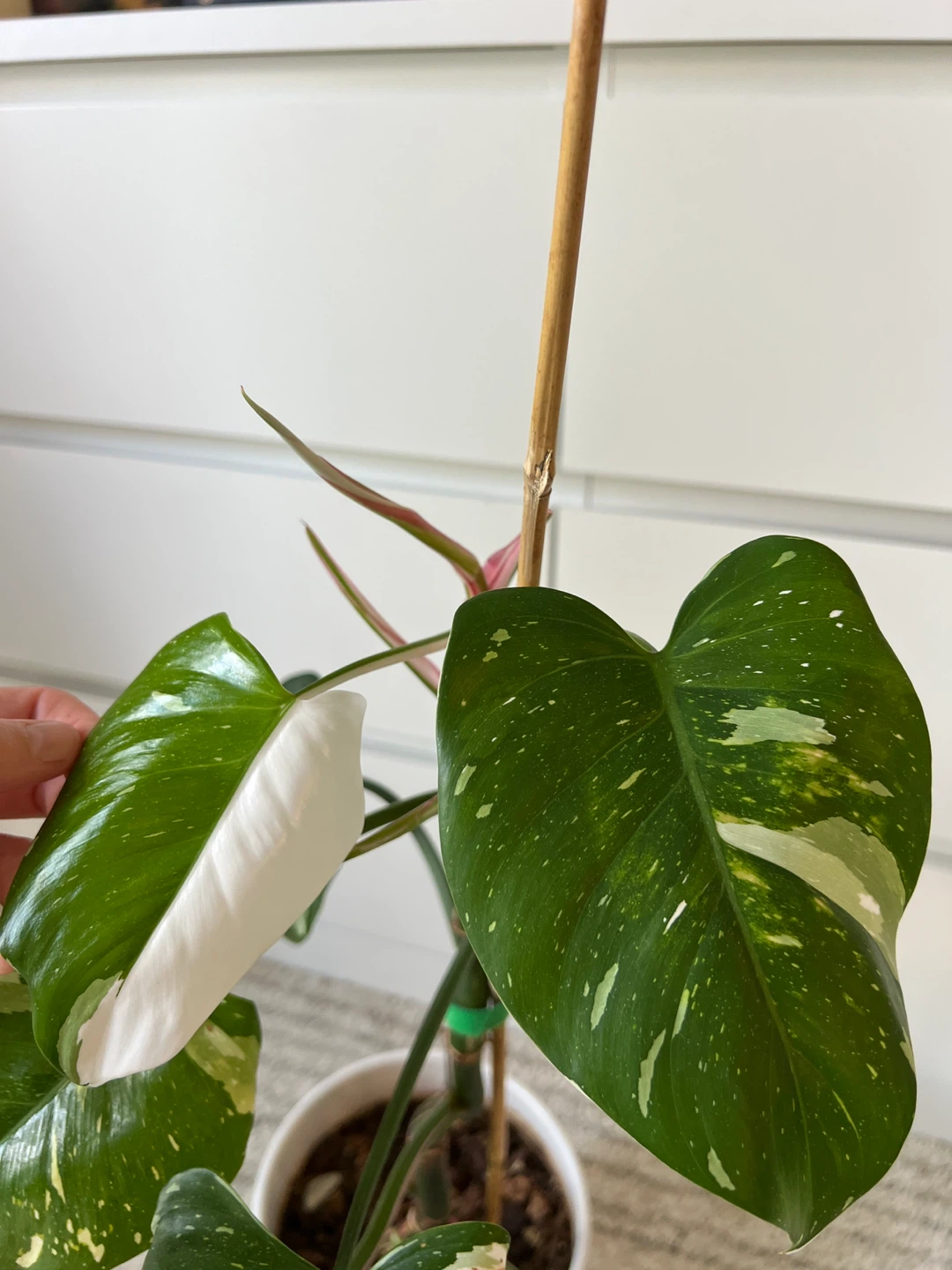 Philodendron White wizard - photo 2