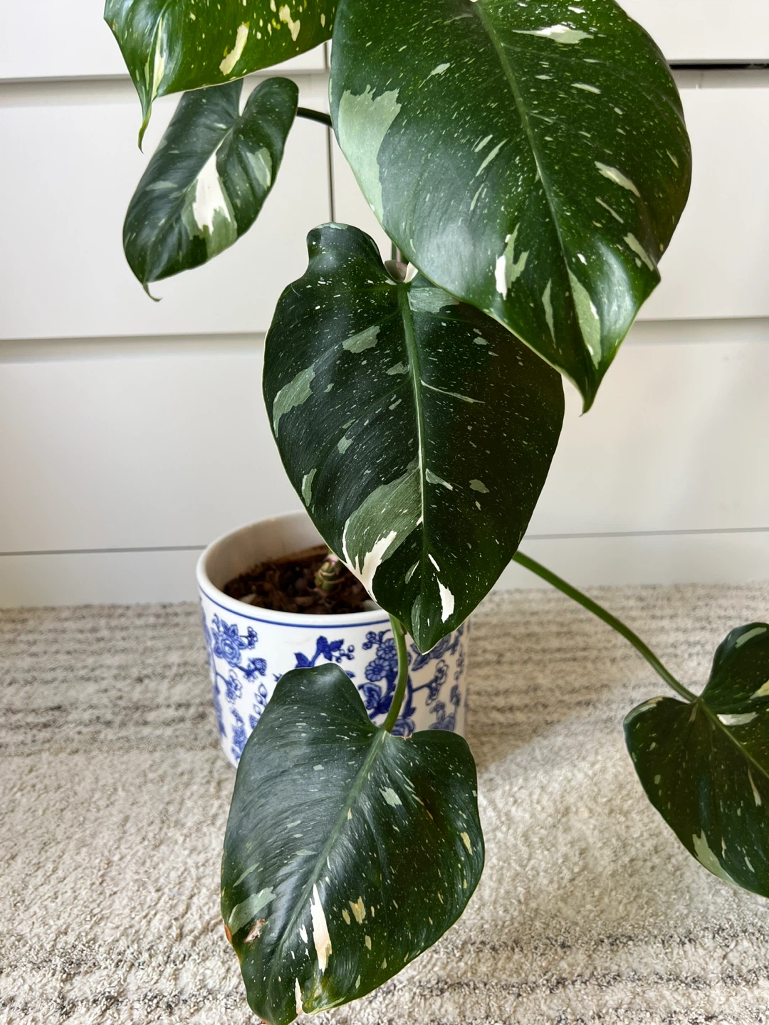 Philodendron White wizard - photo 3