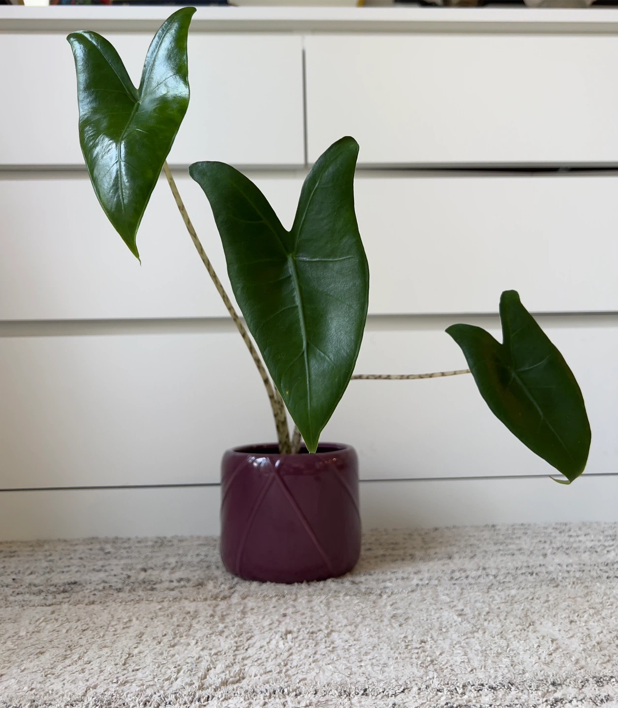 Alocasia zebrina