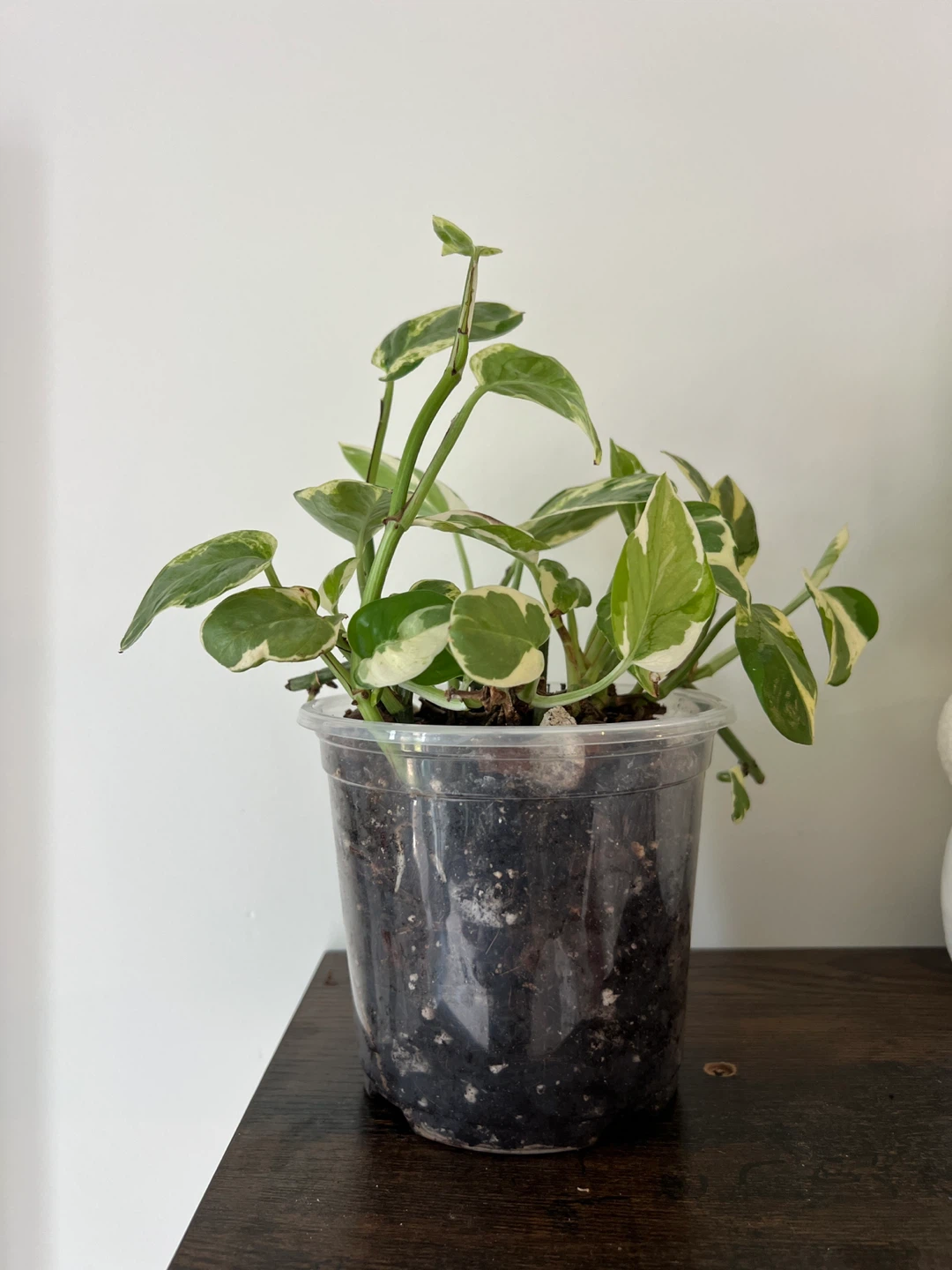 Pearls and Jade Pothos