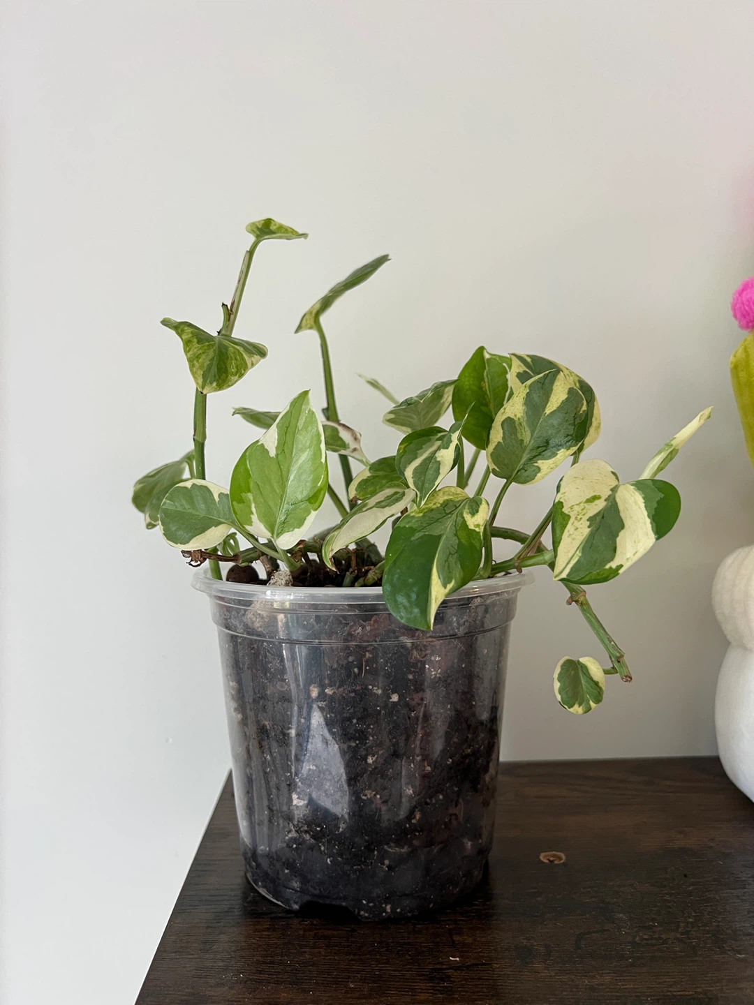 Pearls and Jade Pothos - photo 2