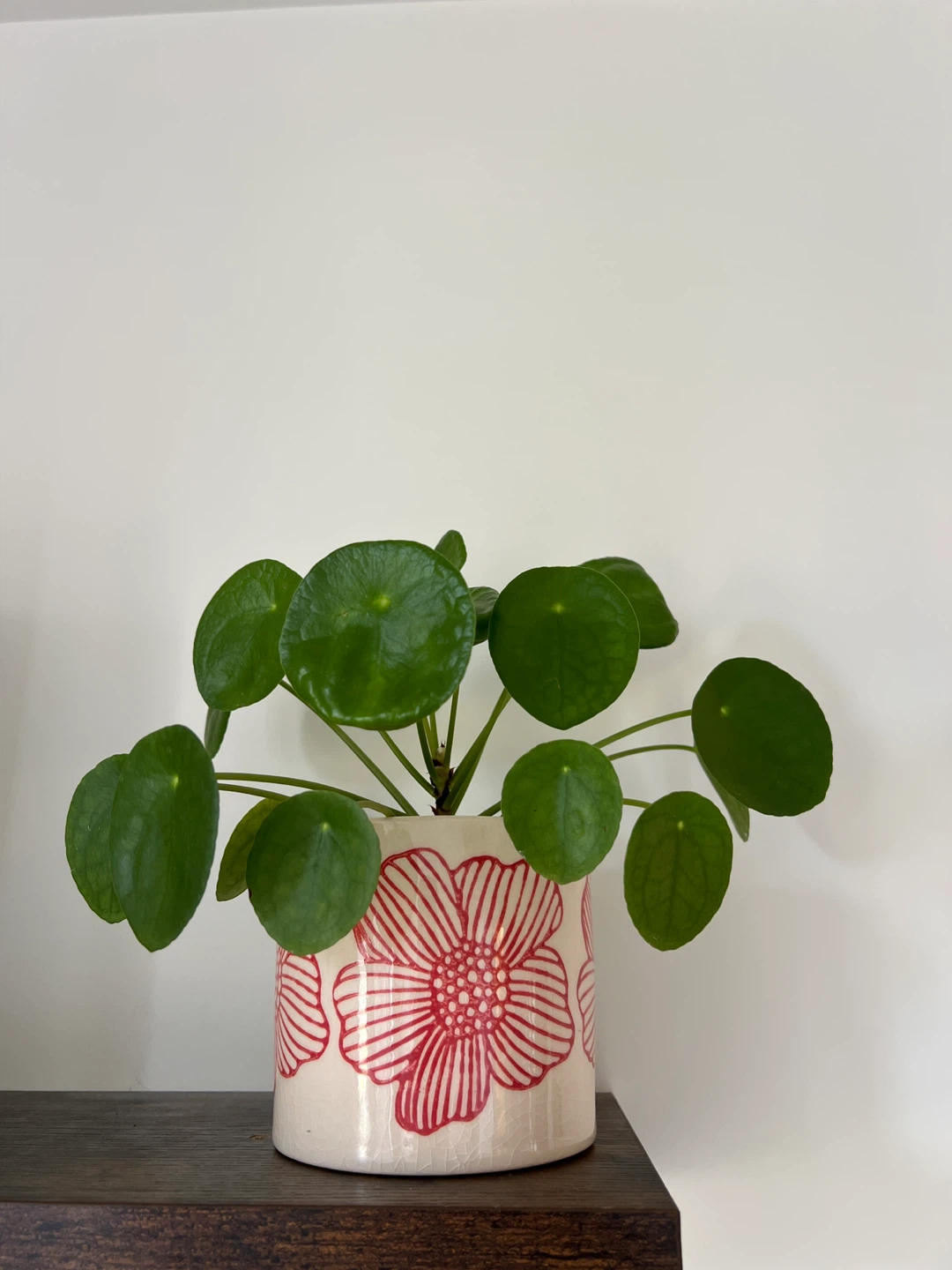 Chinese Money Plant (Pilea)