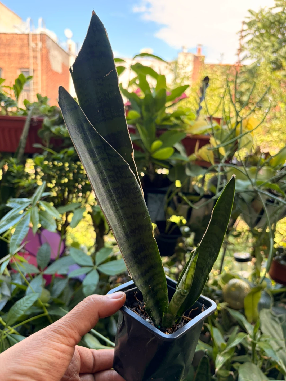 Snake plant