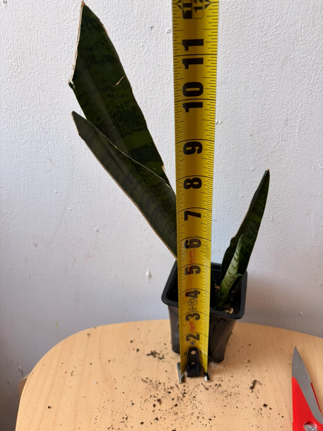 Snake plant - photo 2