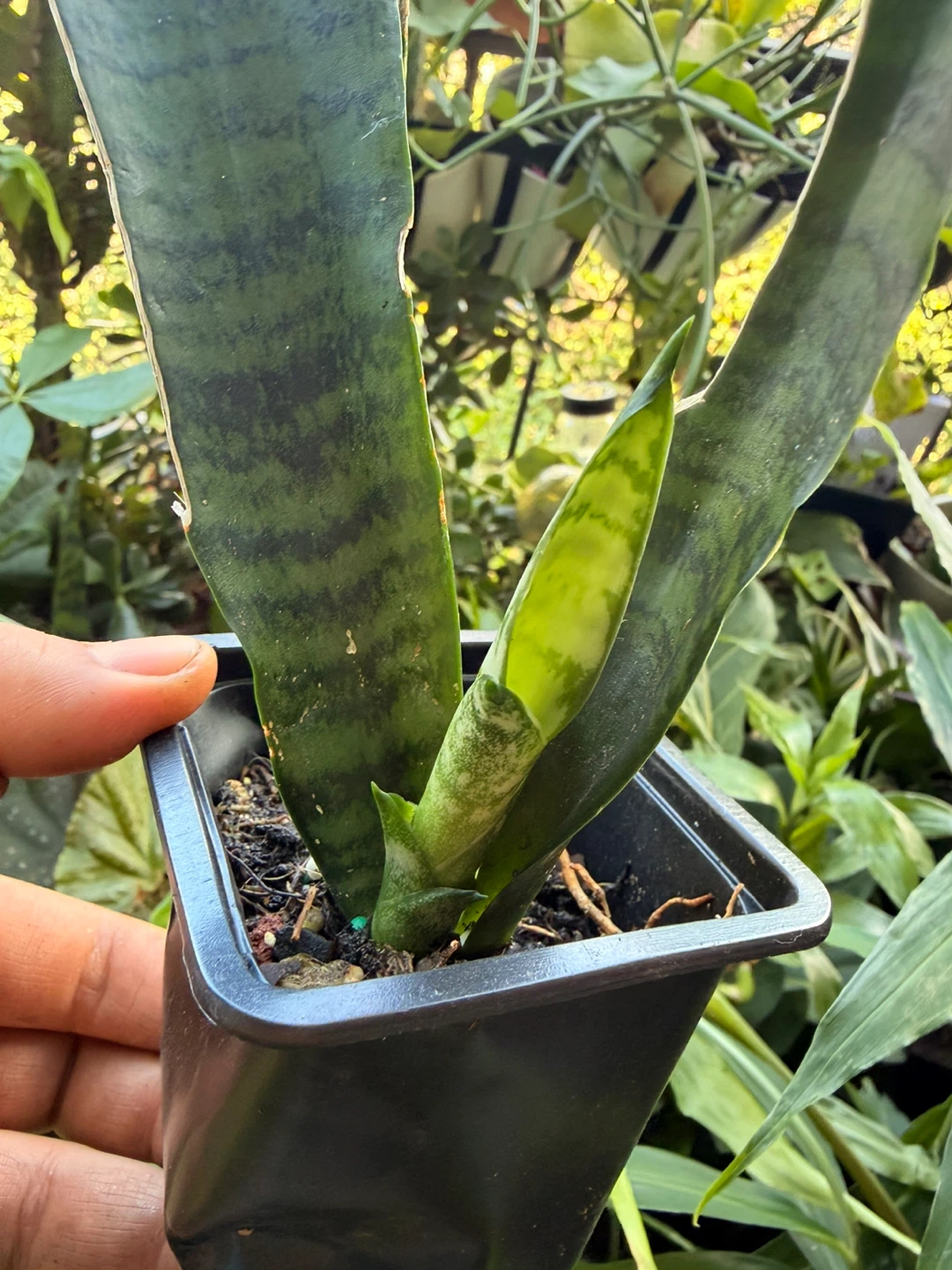 Snake plant - photo 3