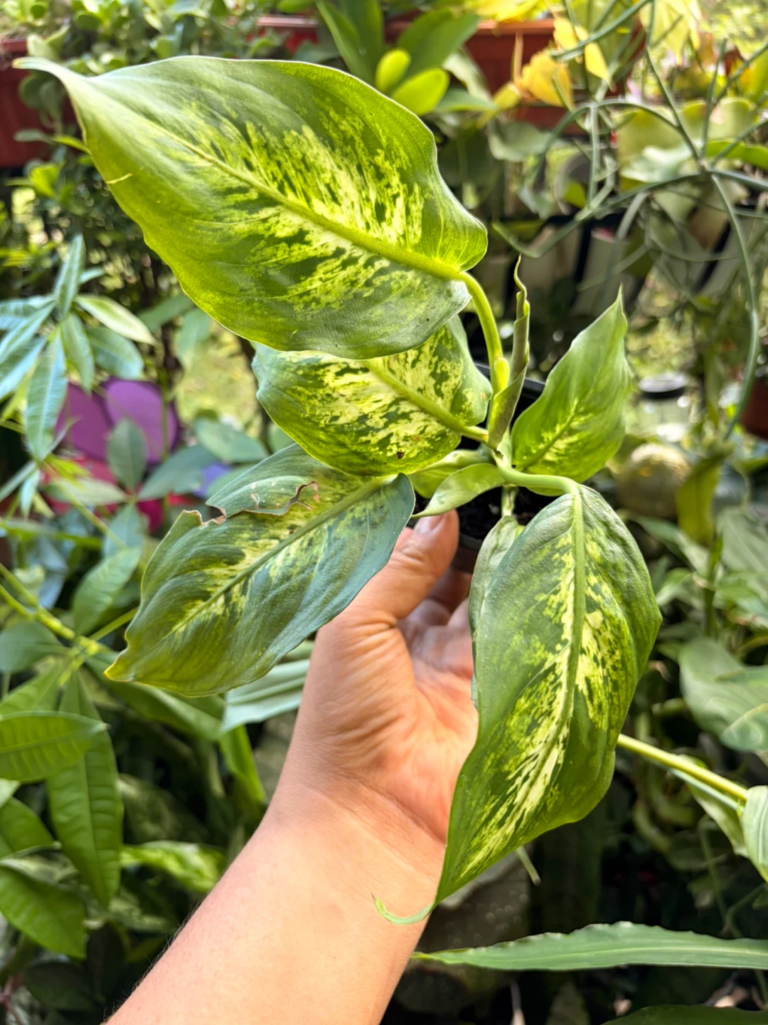 Chinese ever green plant