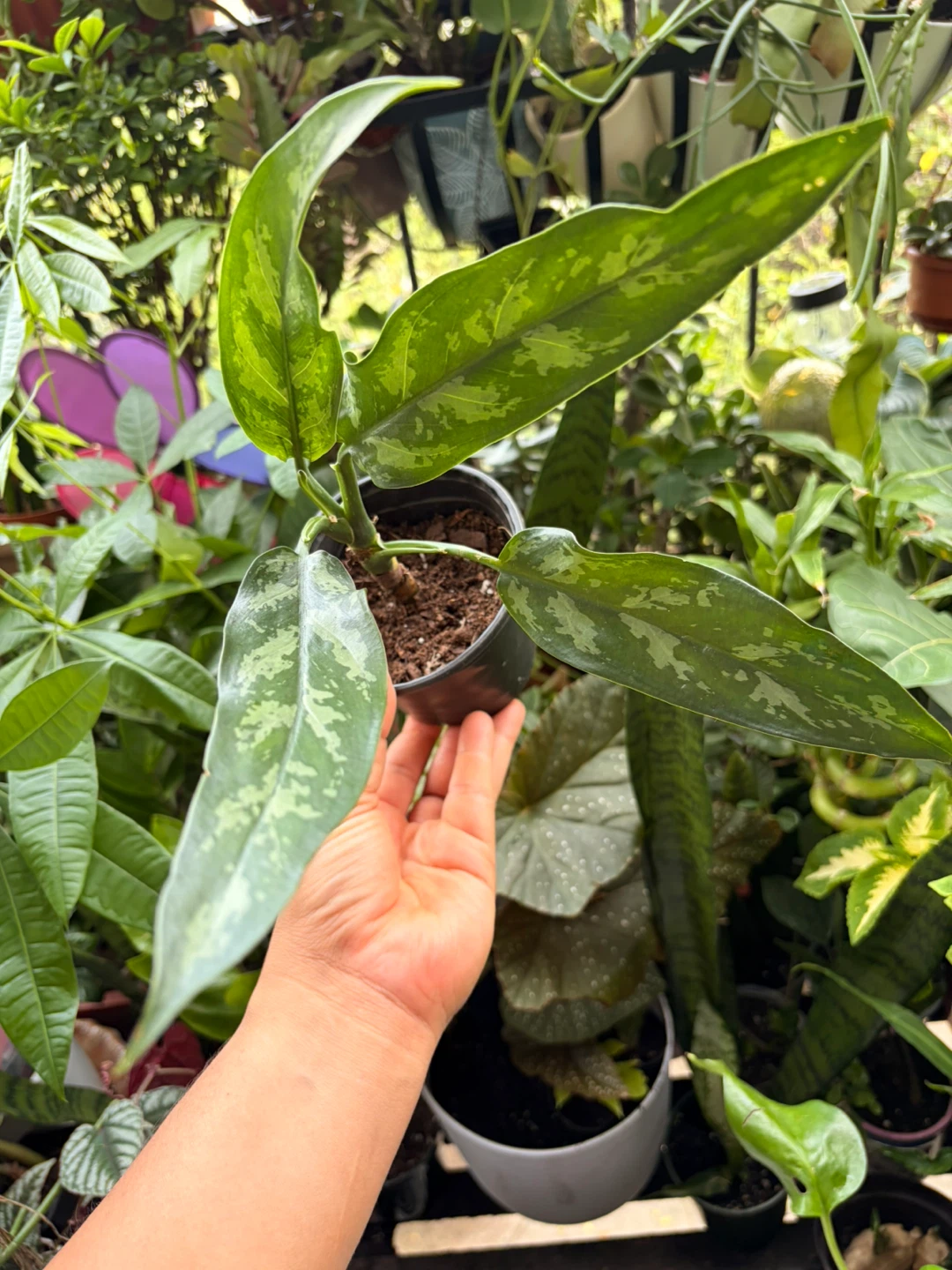 Agloanema plant