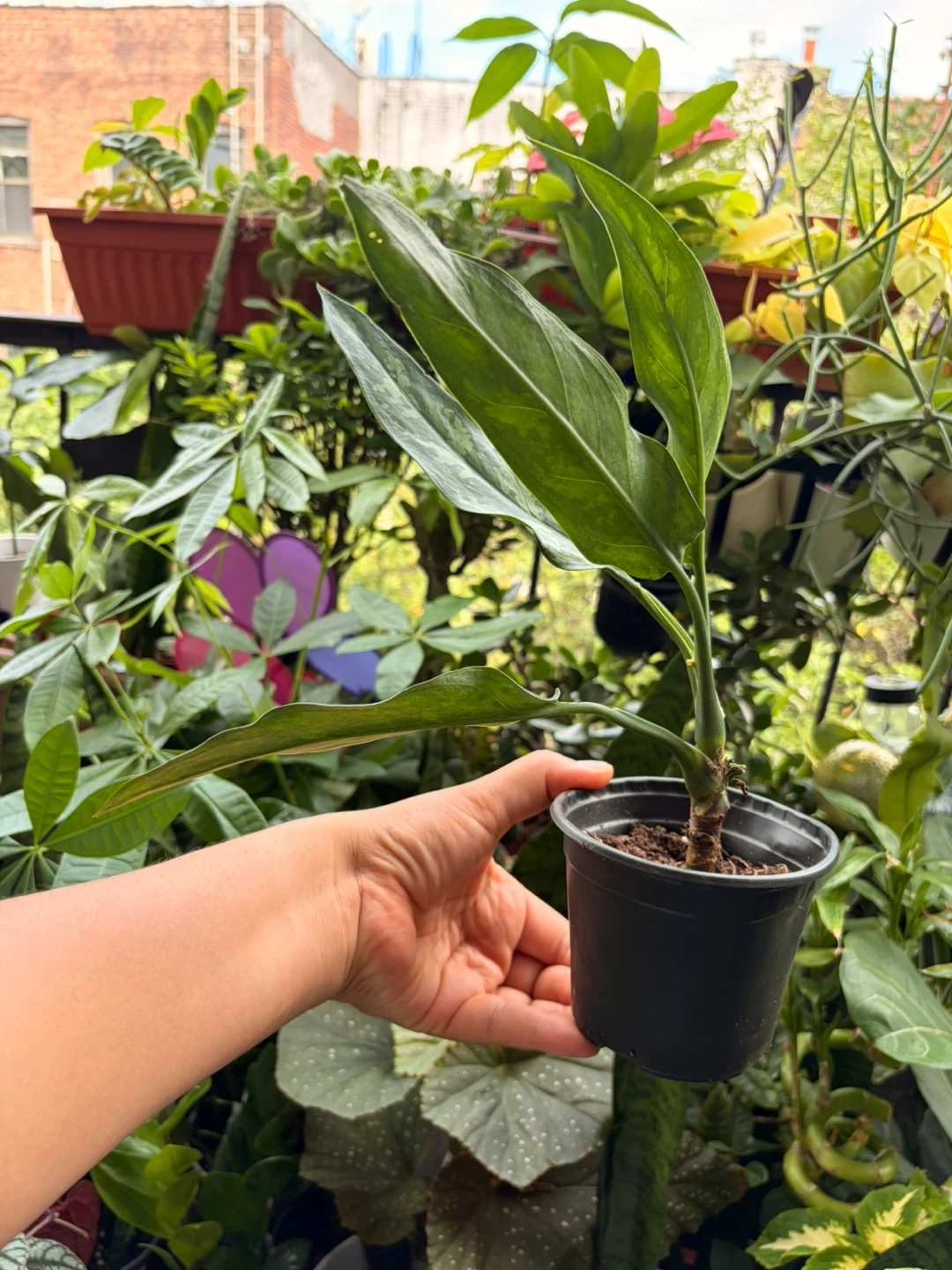 Agloanema plant - photo 2