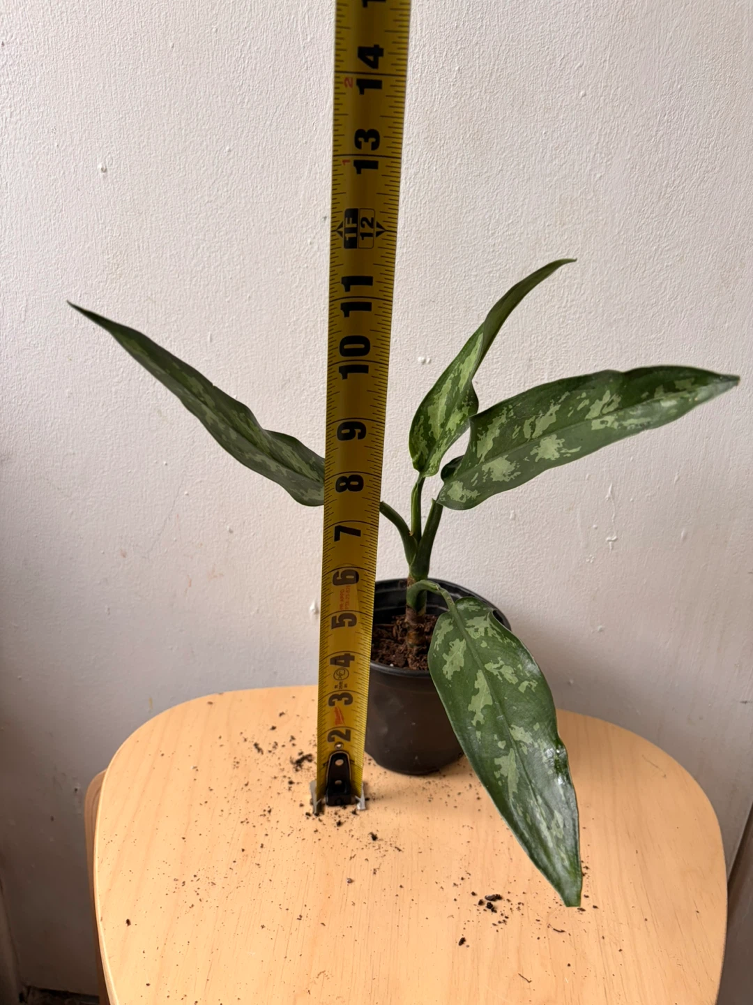 Agloanema plant - photo 3