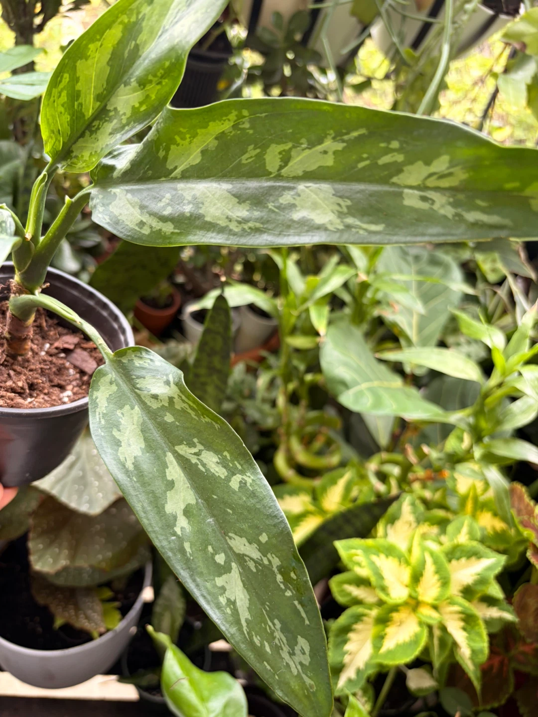 Agloanema plant - photo 4