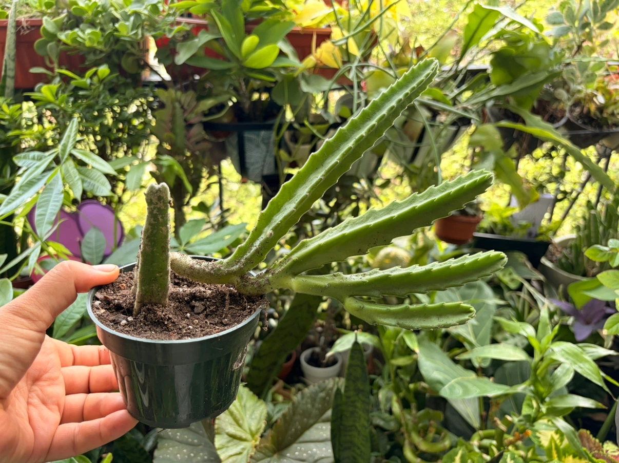 Stapelia gigantea plant