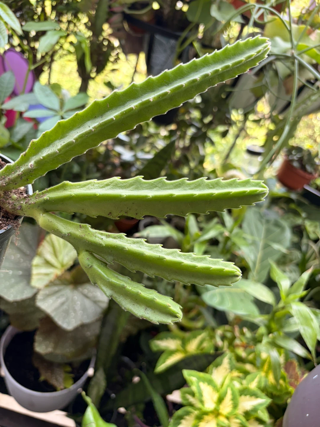 Stapelia gigantea plant - photo 2