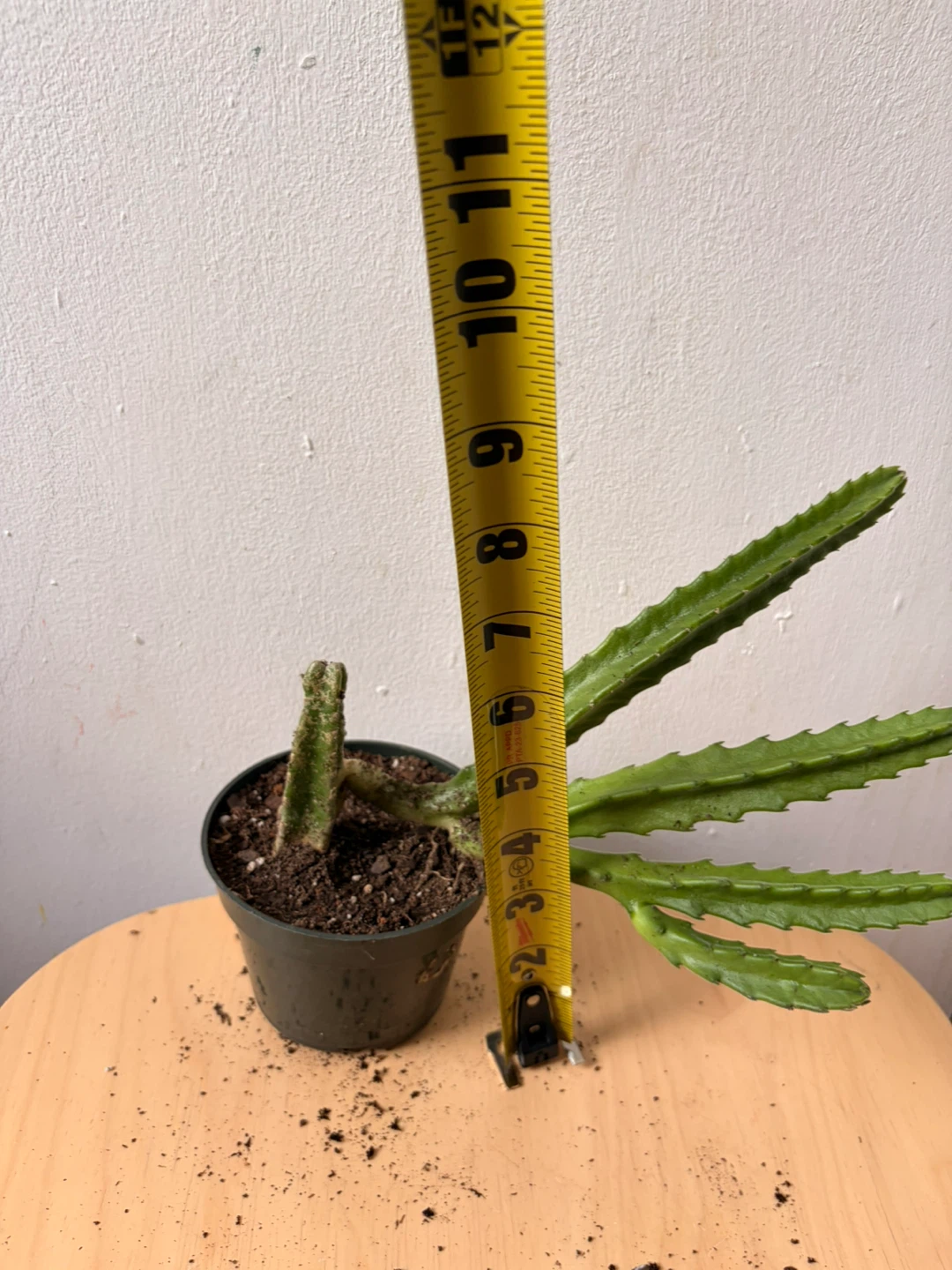 Stapelia gigantea plant - photo 3
