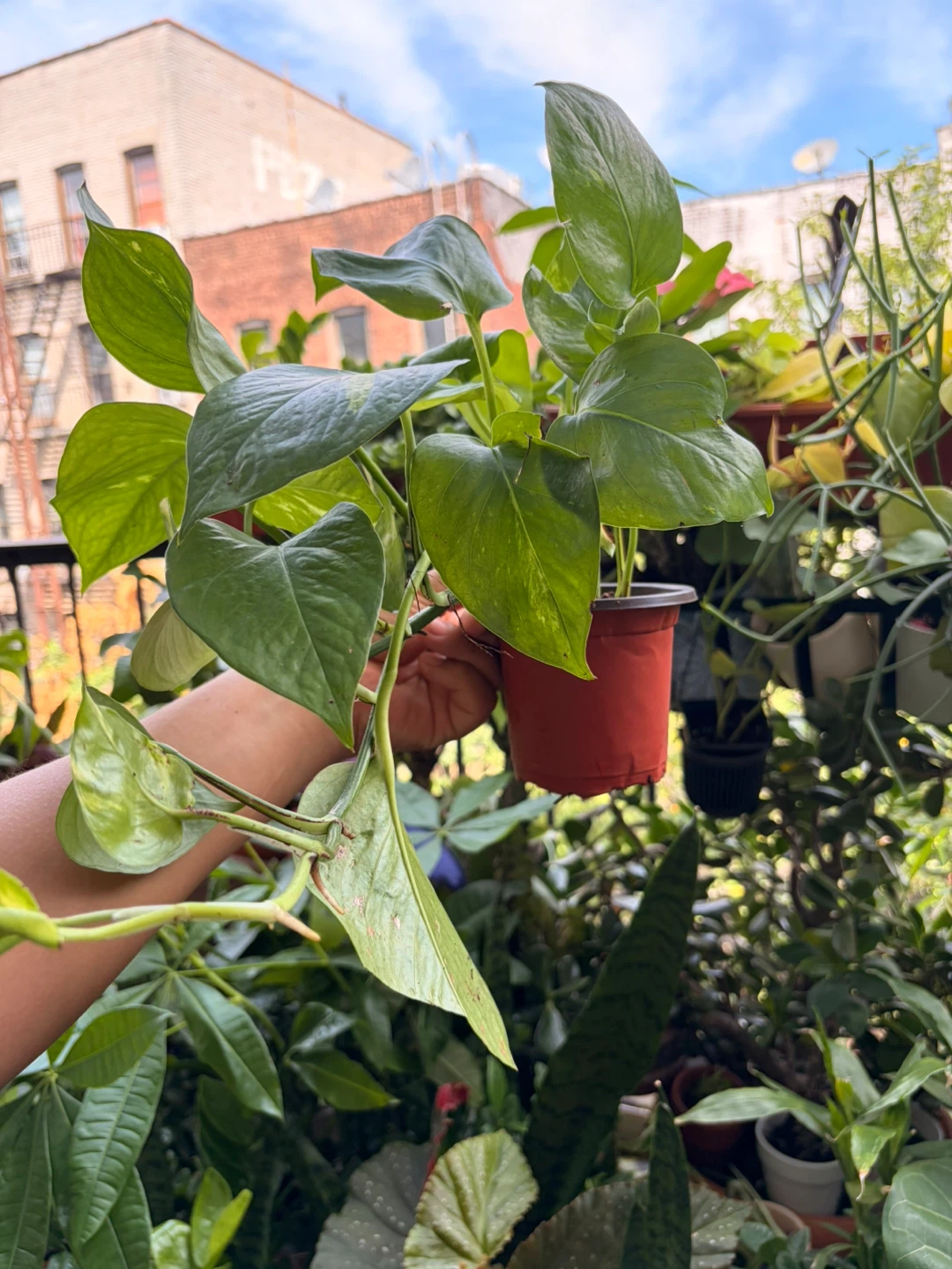 Golden pothos plant