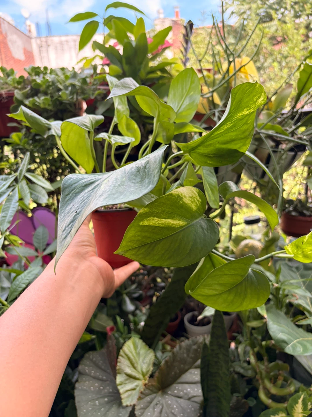Golden pothos plant - photo 2