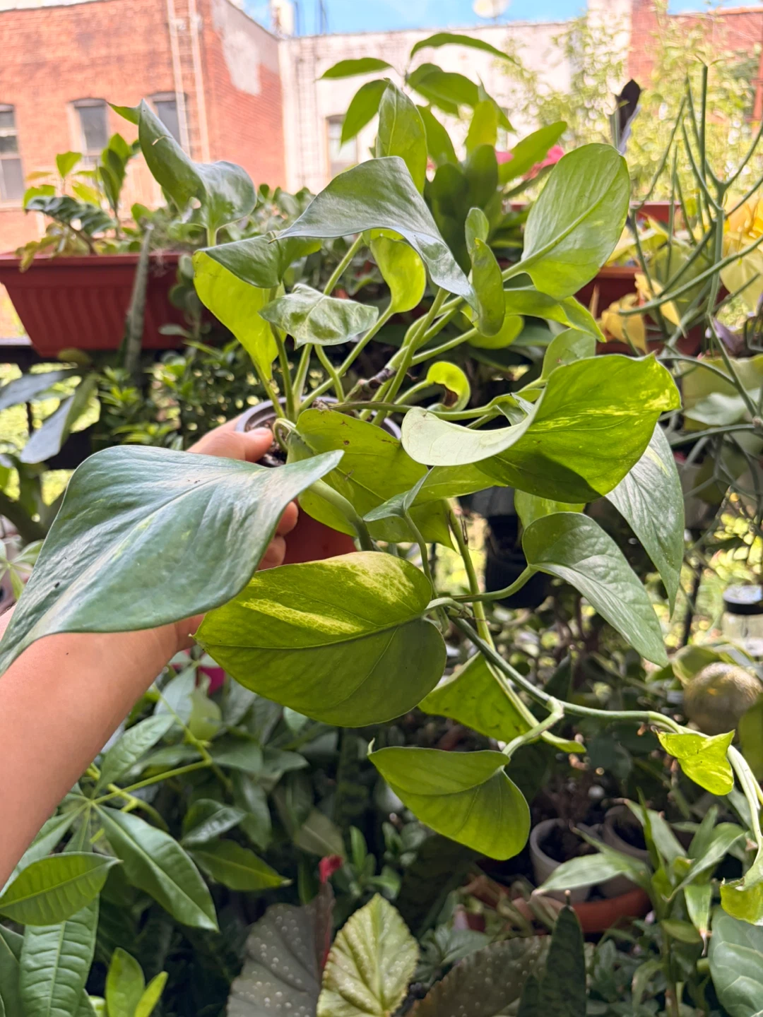 Golden pothos plant - photo 3