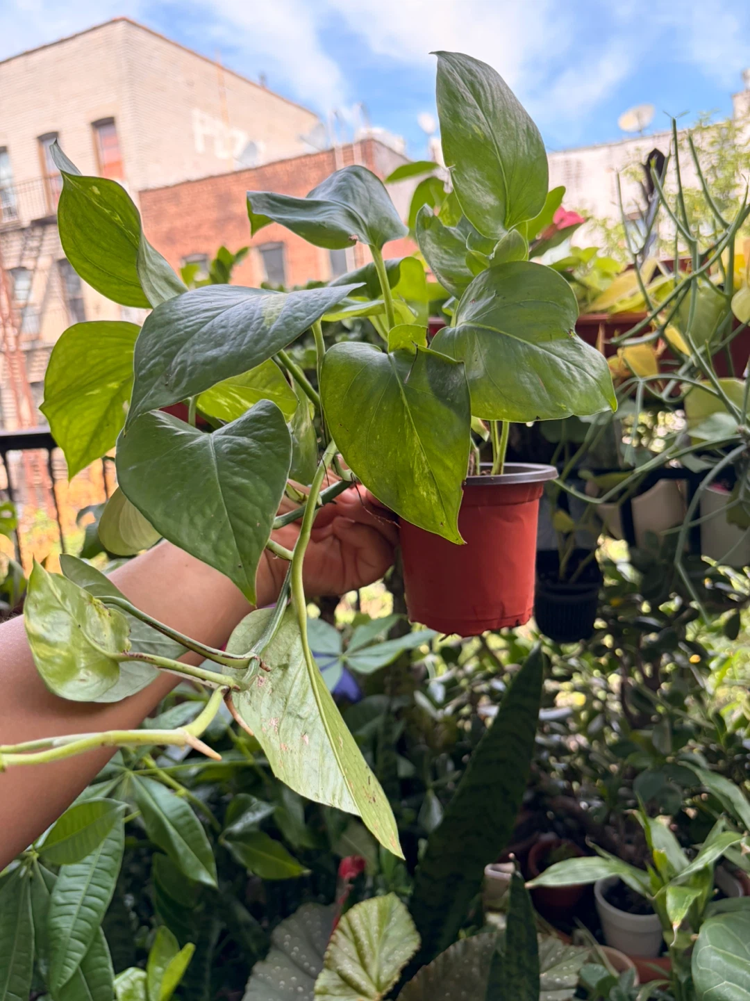 Golden pothos plant - photo 4