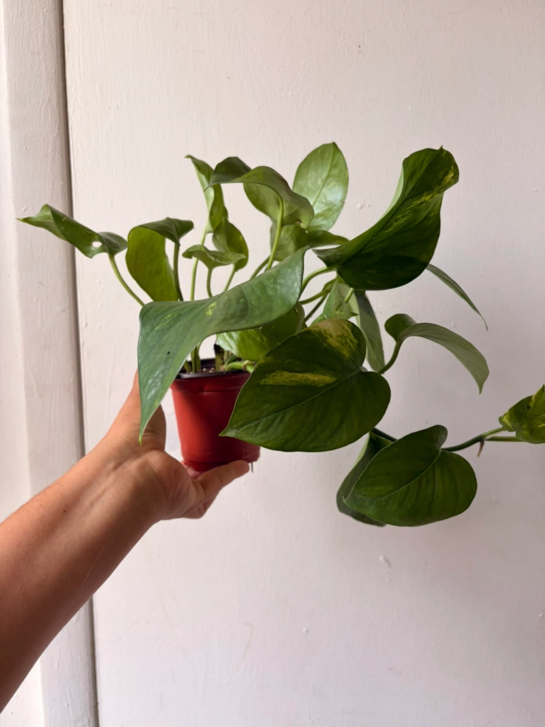 Golden pothos plant - photo 5