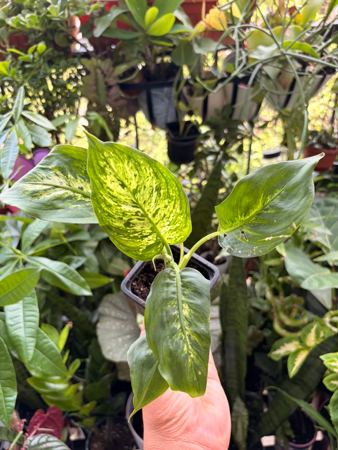 Chinese evergreen plant