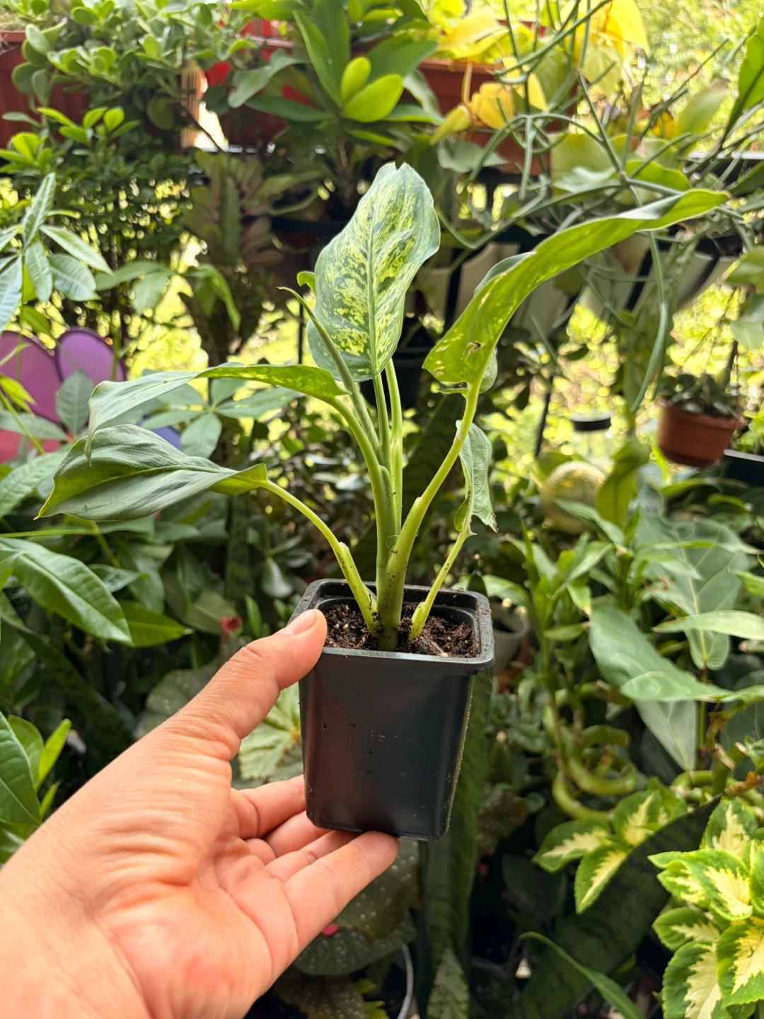 Chinese evergreen plant - photo 2