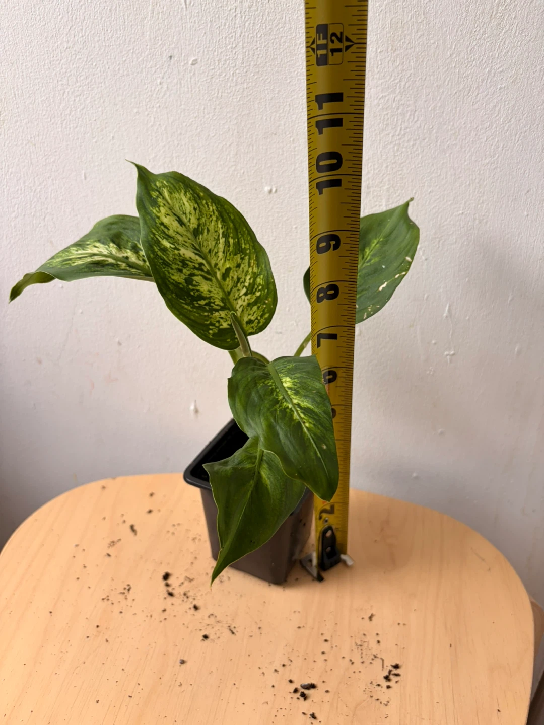 Chinese evergreen plant - photo 3